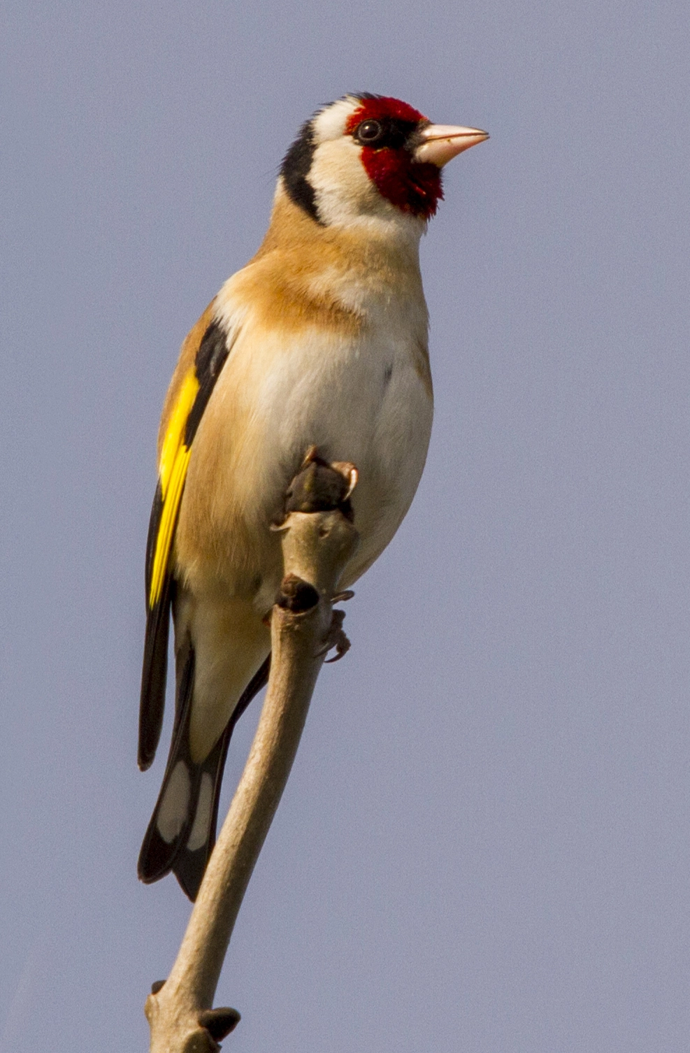Sigma 50-500mm f/4-6.3 APO HSM EX sample photo. European goldfinch.jpg photography