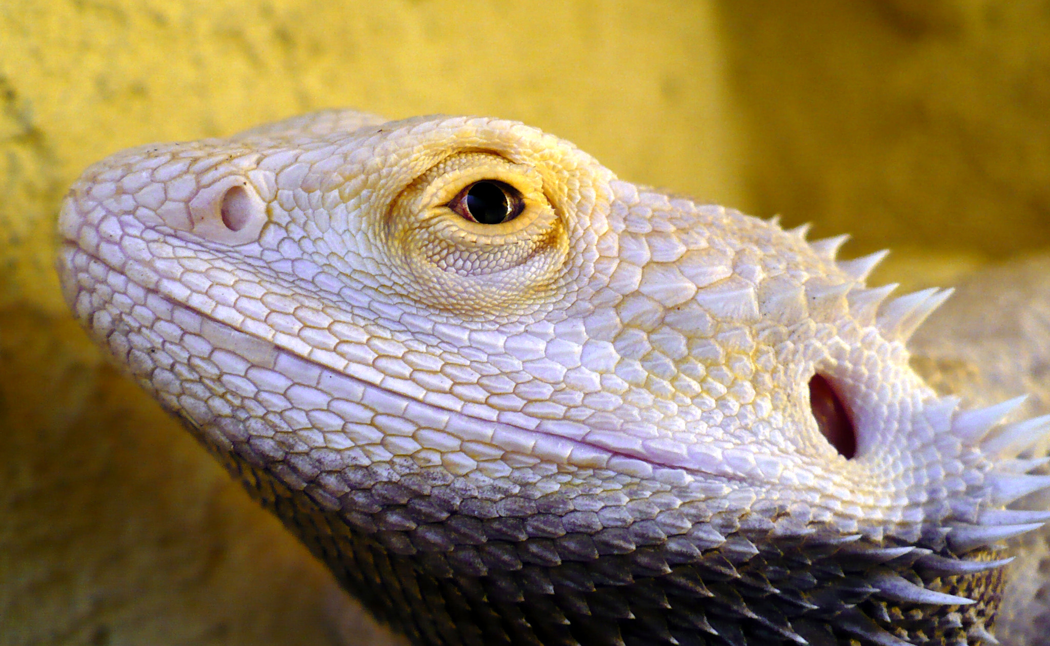 Panasonic DMC-LZ6 sample photo. Bearded dragon pogona vitticeps photography