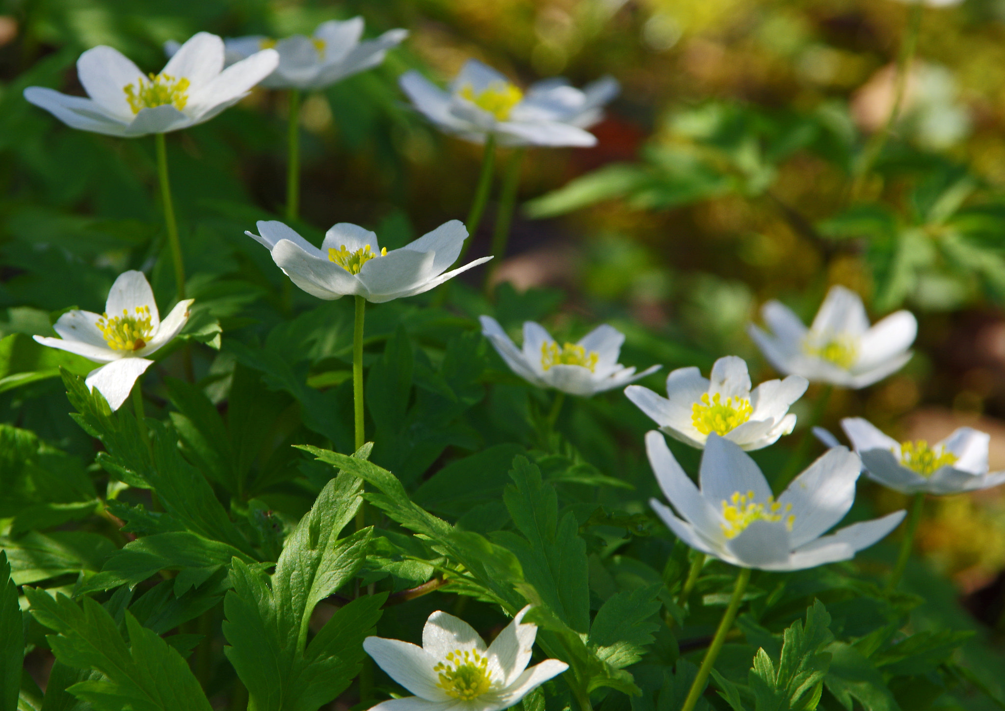 Pentax K-3 sample photo. Mothers day photography