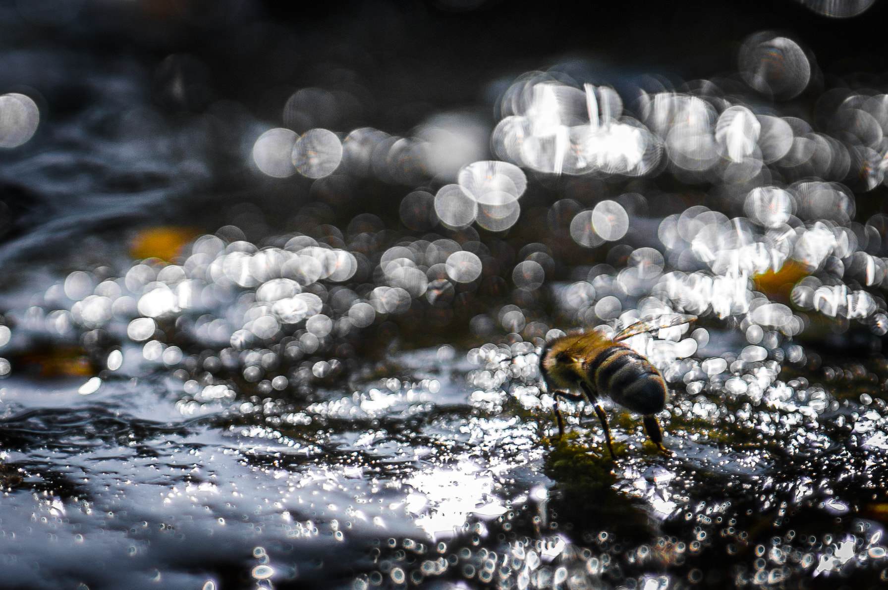 Sony Alpha NEX-5R + E 50mm F1.8 OSS sample photo. Bees are precious photography