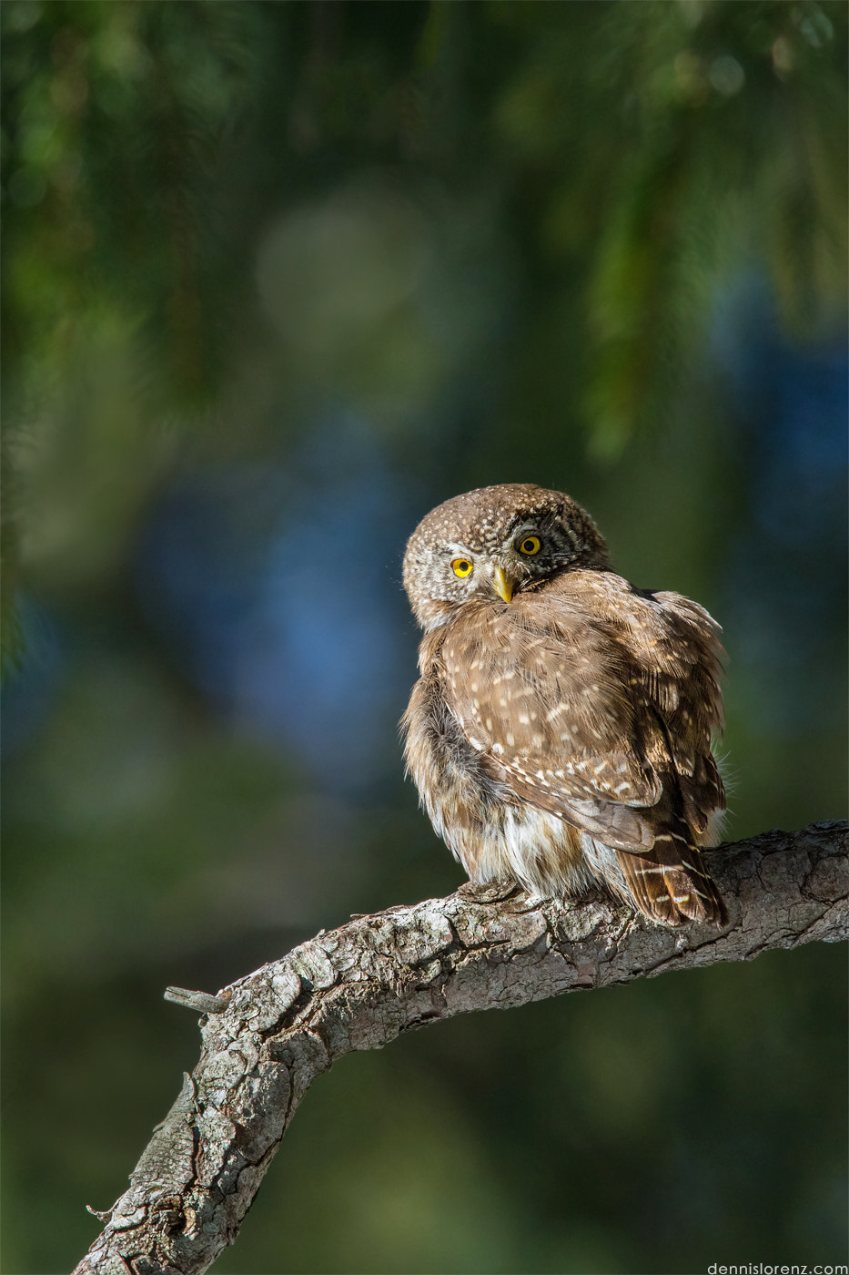 Canon EF 600mm F4L IS II USM sample photo. Eurasian pygmy owl | sperlingskauz photography