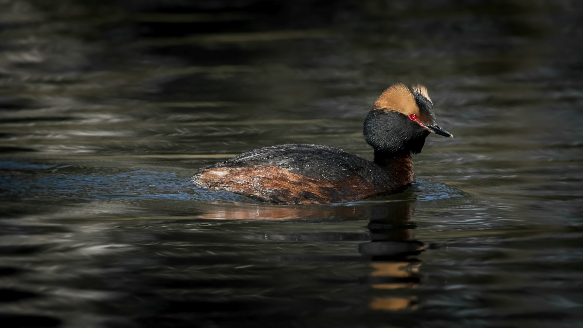 Sigma 150-500mm F5-6.3 DG OS HSM sample photo. Slavonian grebe. photography