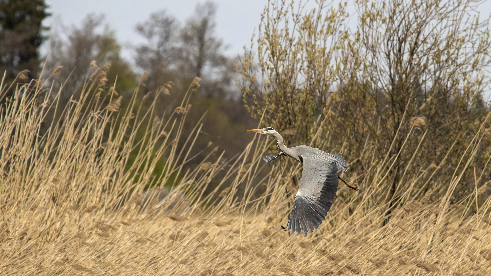 Sigma 150-500mm F5-6.3 DG OS HSM sample photo. Grey heron. photography