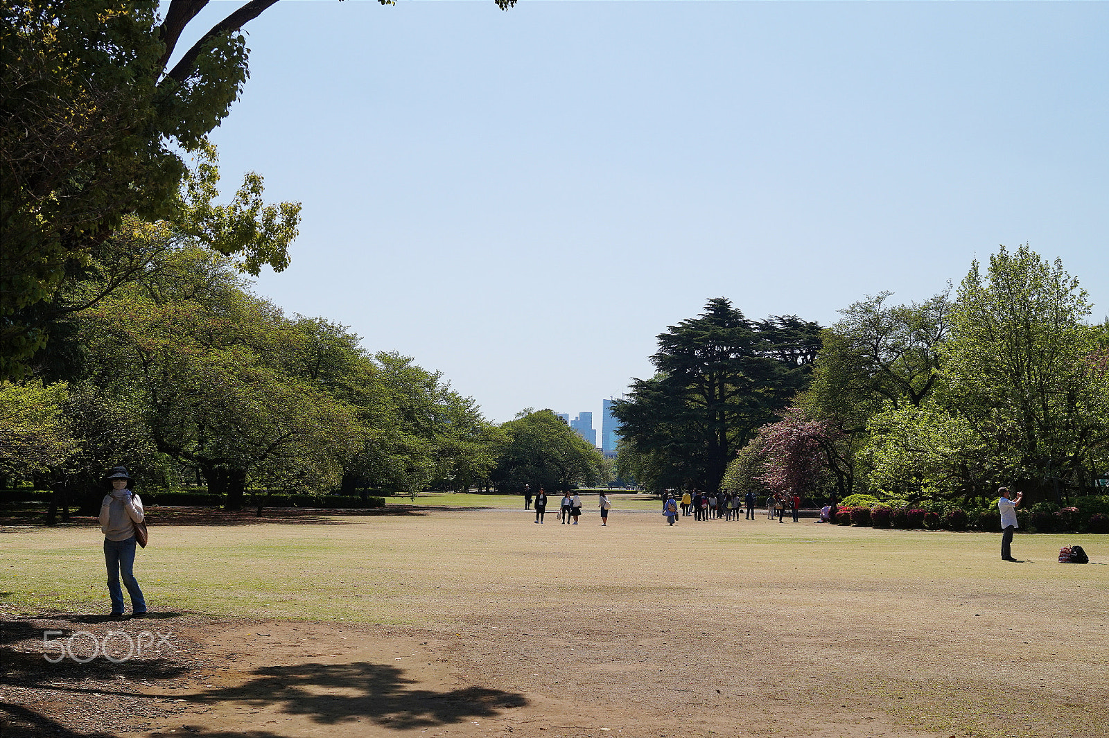 Sony Alpha a5000 (ILCE 5000) + Sigma 30mm F2.8 EX DN sample photo. Shinjuku gyoen national garden.  photography