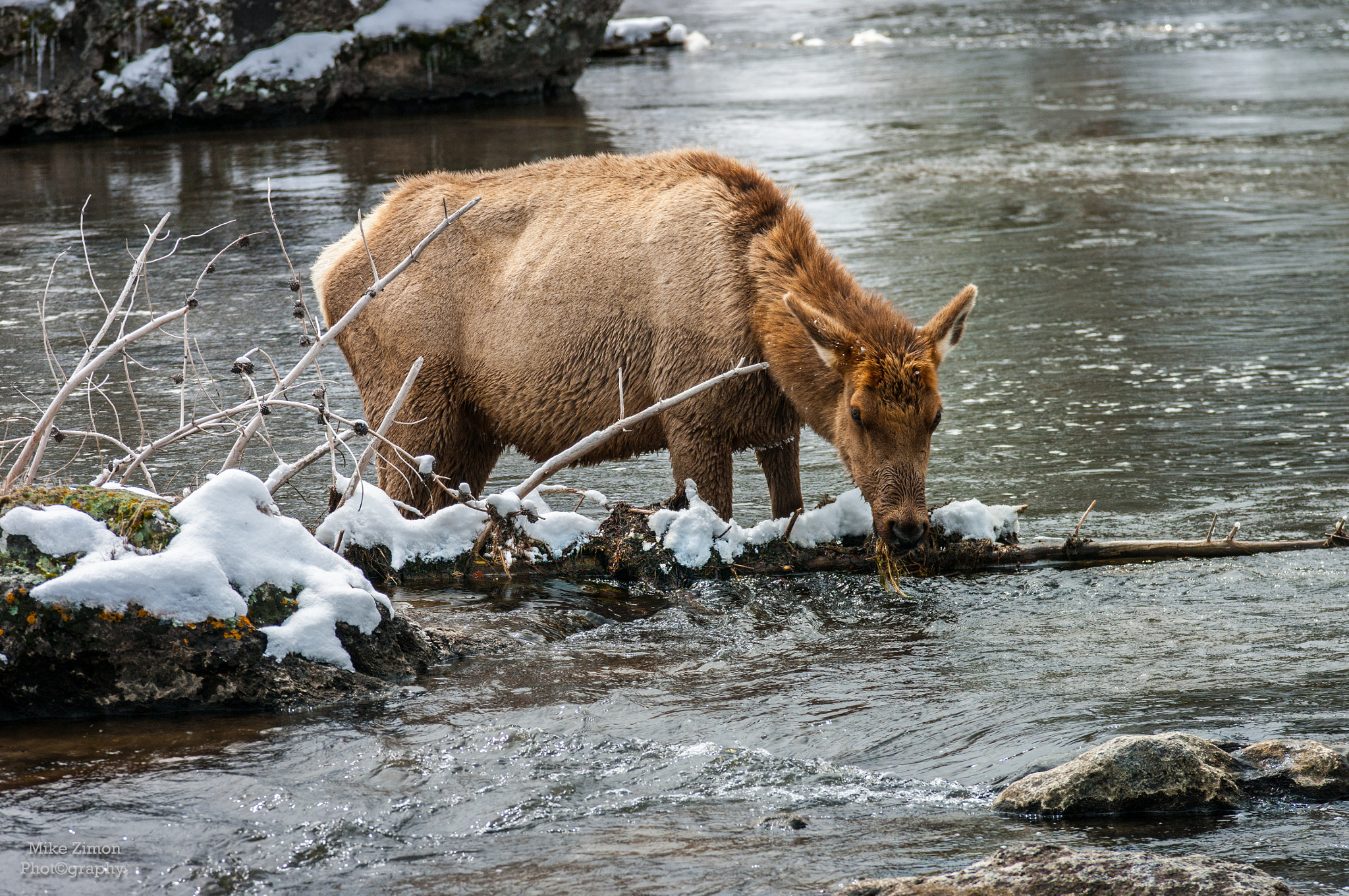 Pentax K20D + Sigma sample photo. Feeding elk photography