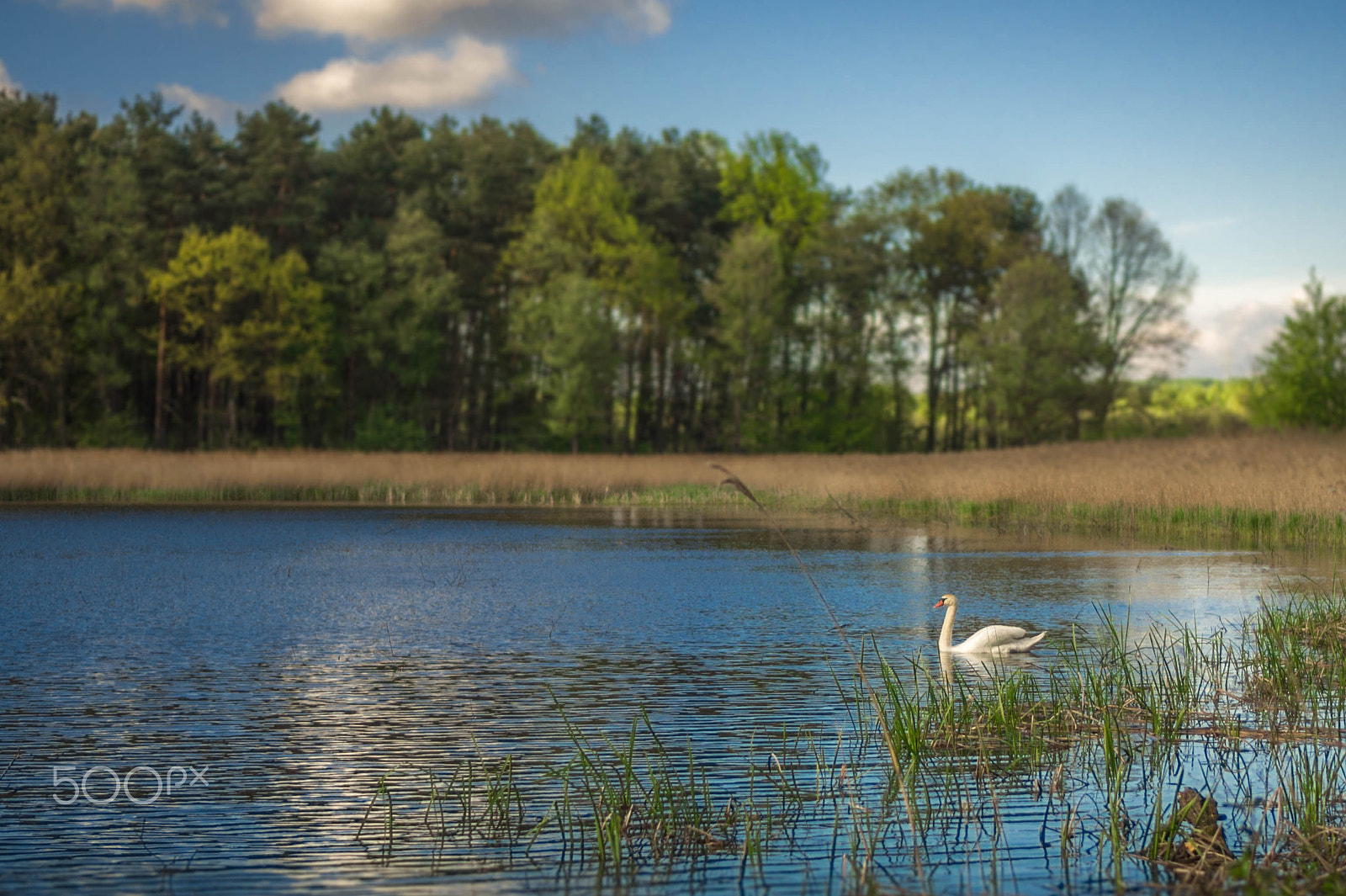 Sony Alpha NEX-5 + Sony E 35mm F1.8 OSS sample photo. Polish swan photography