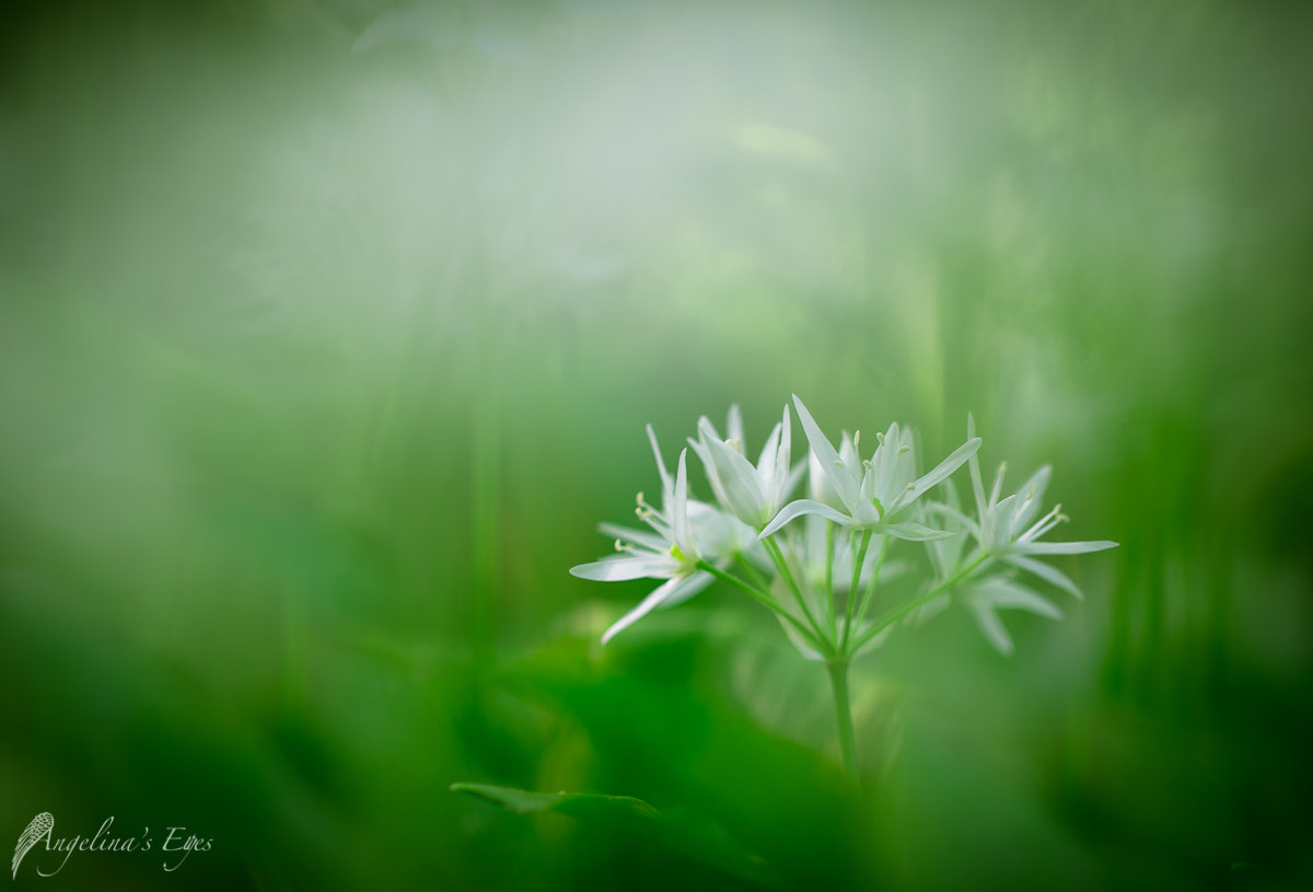 100mm F2.8 G SSM OSS sample photo. Reaching for the light photography
