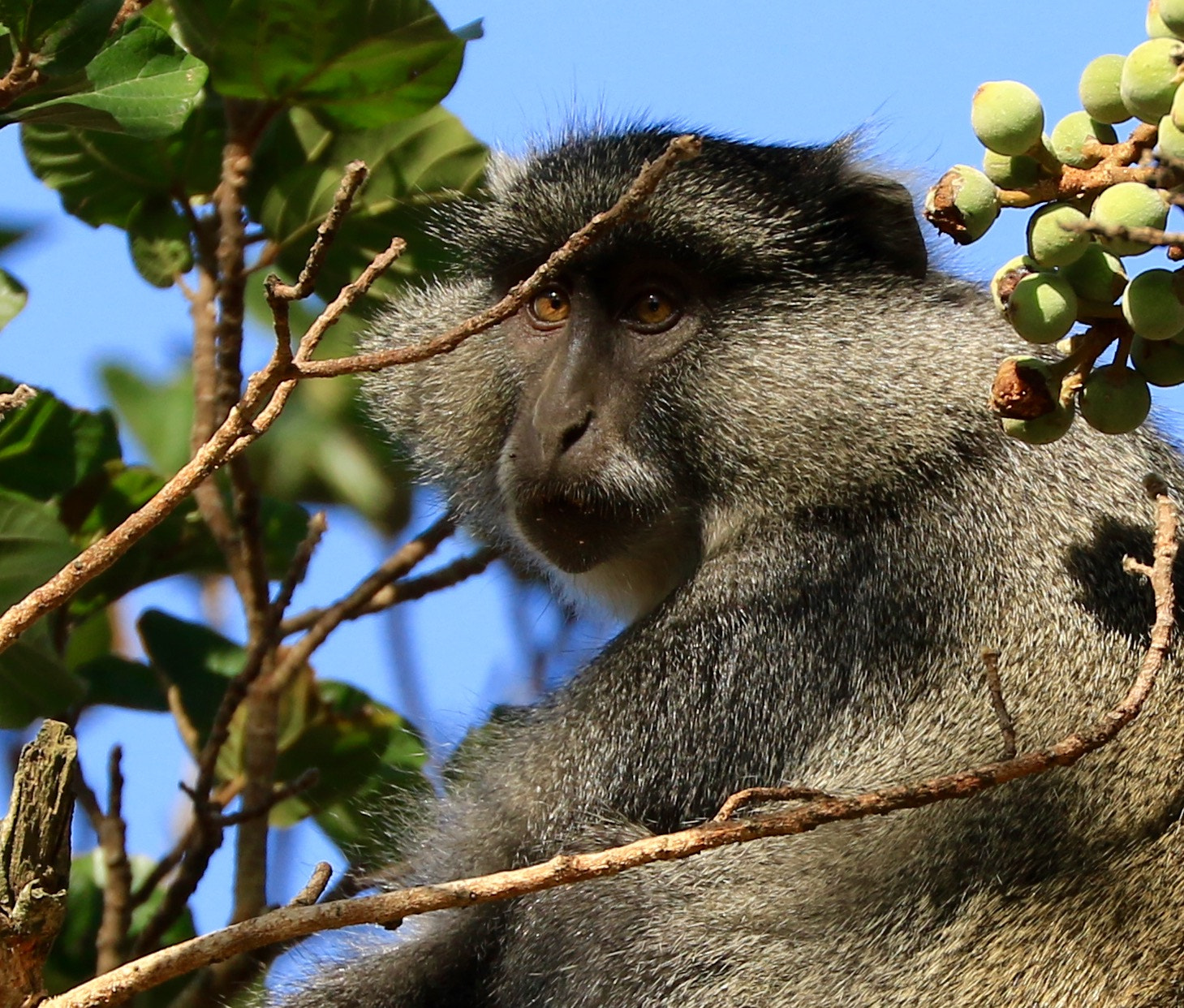 Canon EF 70-300mm F4-5.6L IS USM sample photo. Kruger park photography
