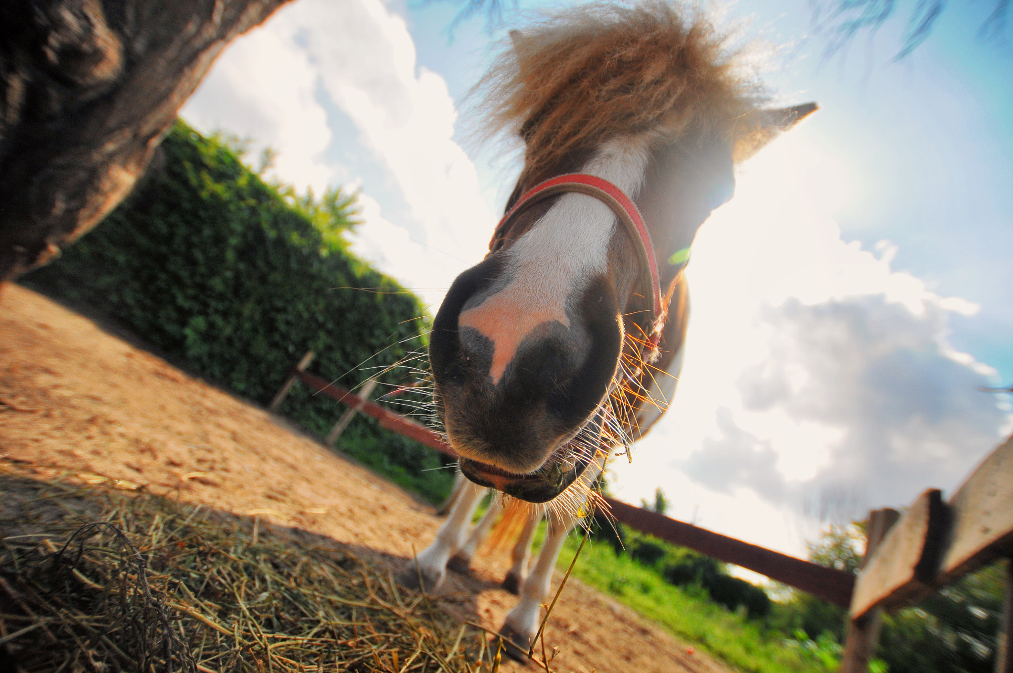 Nikon D300 + Sigma 10-20mm F3.5 EX DC HSM sample photo. Superwide pony photography