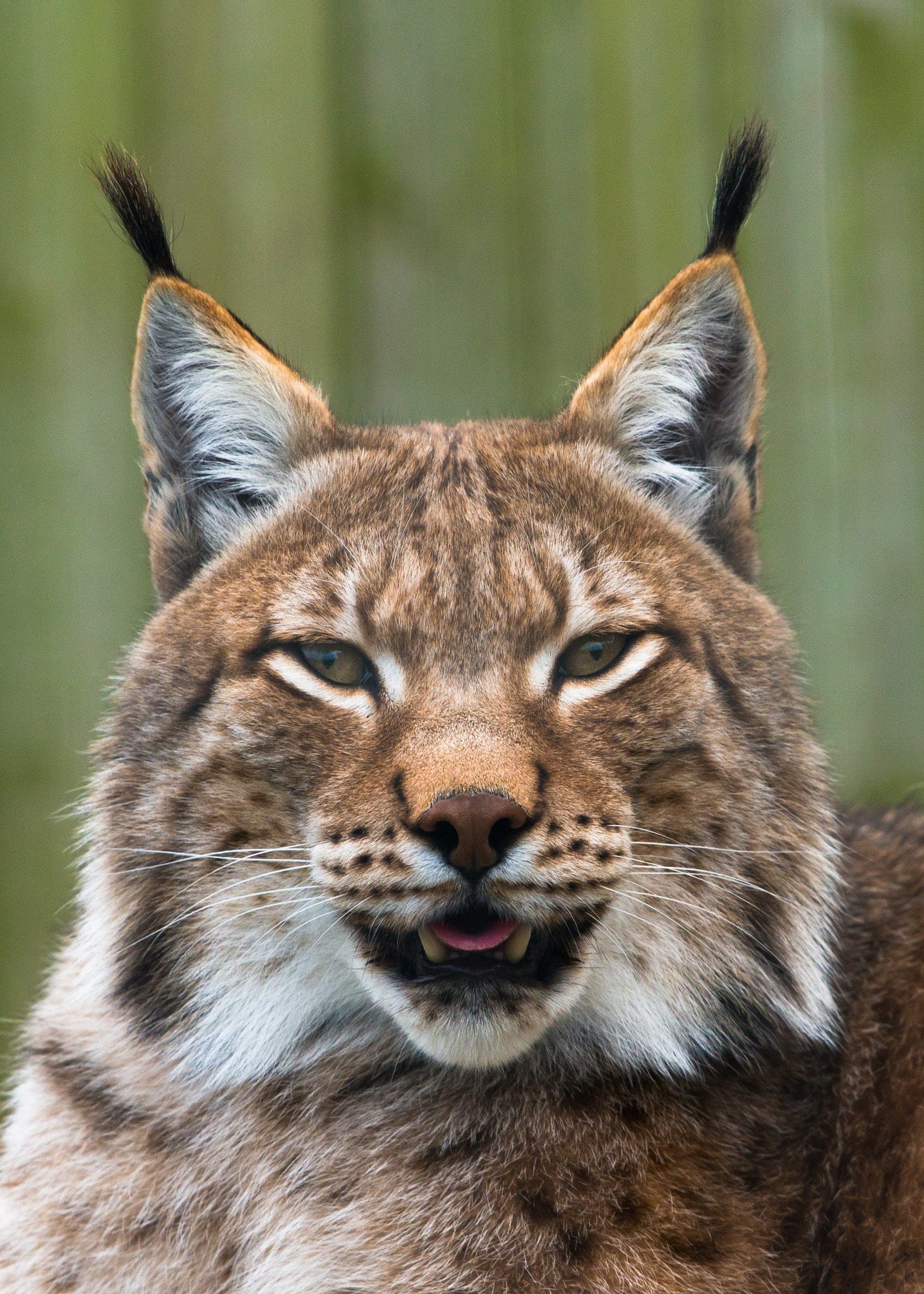 Nikon D800 + Sigma 500mm F4.5 EX DG HSM sample photo. Siberian lynx photography