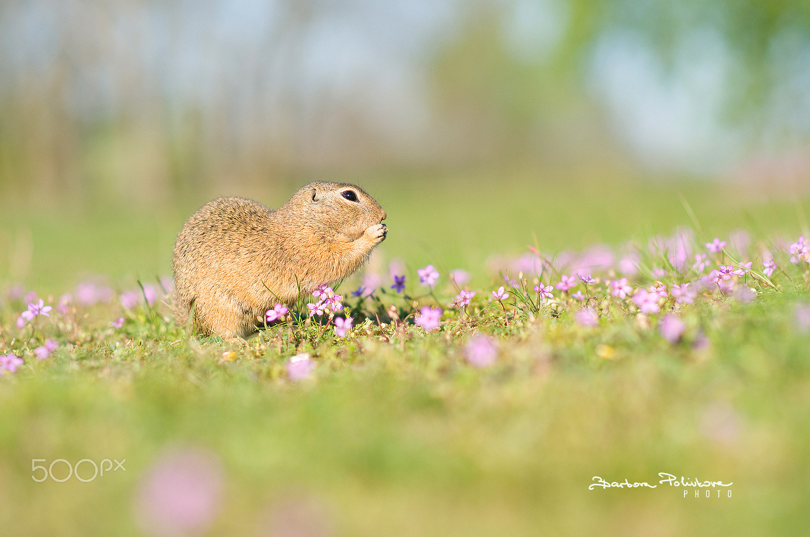 Nikon D300S + Nikon AF-S Nikkor 85mm F1.8G sample photo. Ooh, what a beauty photography