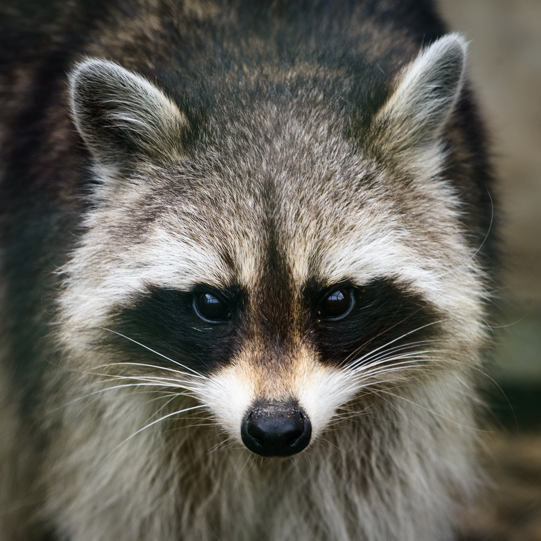 Nikon D800 + Sigma 500mm F4.5 EX DG HSM sample photo. Raccoon dog photography