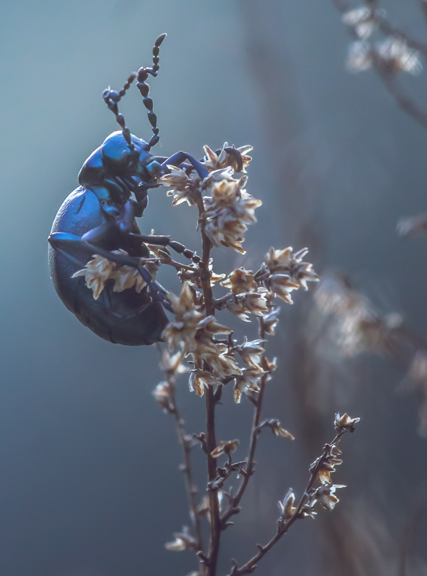 Canon EOS 1100D (EOS Rebel T3 / EOS Kiss X50) + Canon EF 70-200mm F4L USM sample photo. Violet oil beetle at the end of day photography