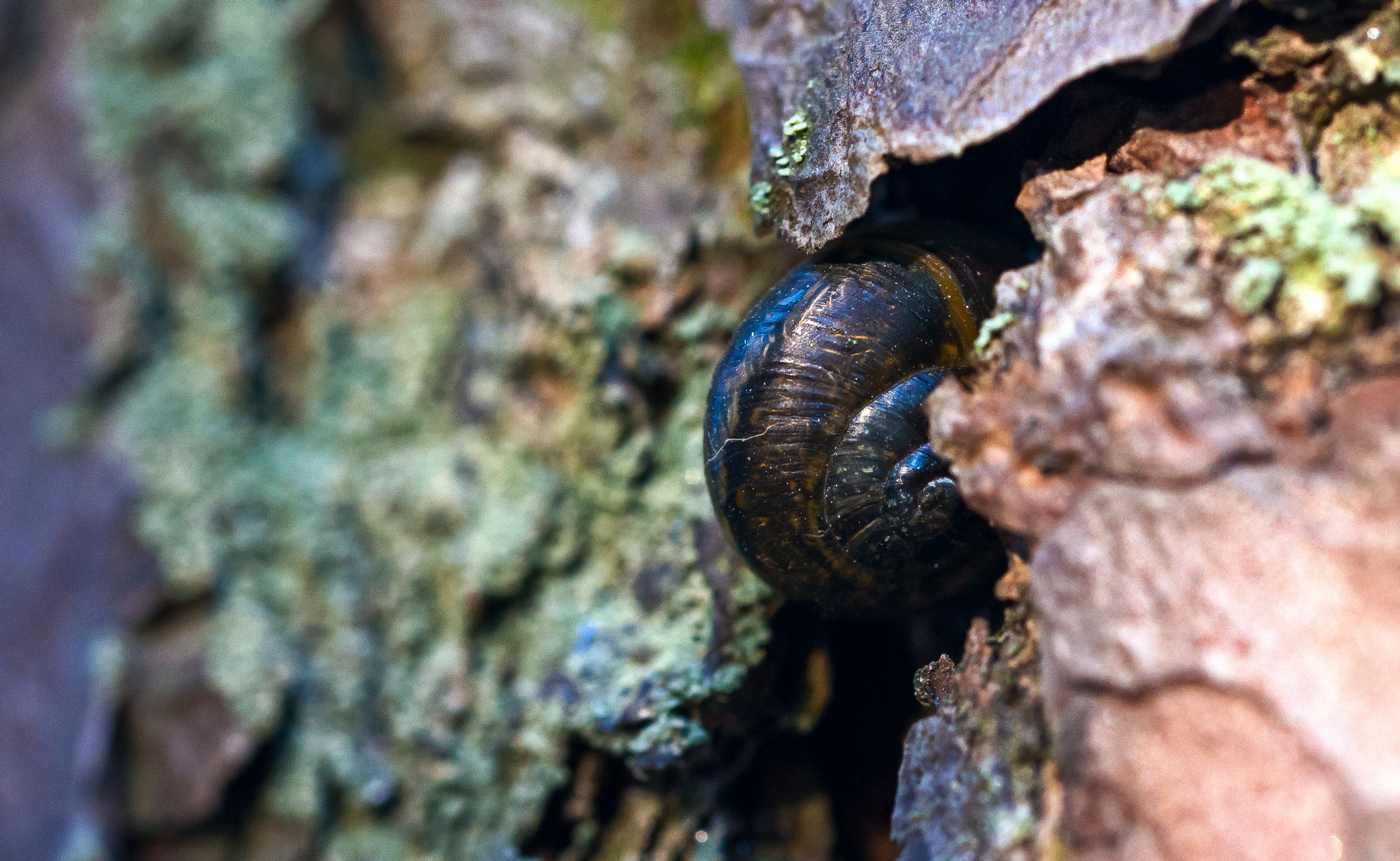 Nikon D610 + AF Micro-Nikkor 55mm f/2.8 sample photo. Snail photography