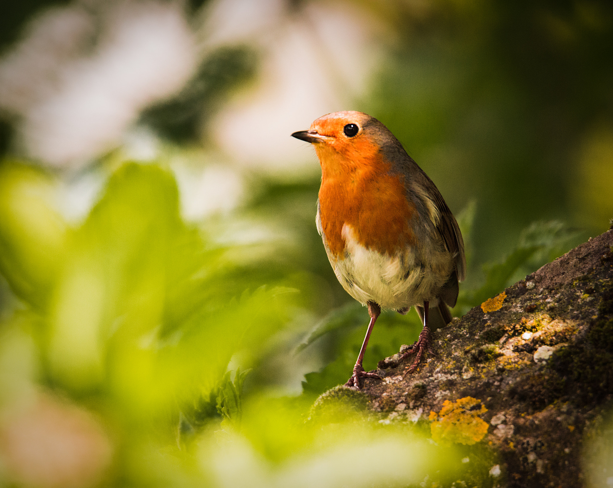 Sony SLT-A65 (SLT-A65V) + Tamron SP 150-600mm F5-6.3 Di VC USD sample photo. Robin photography