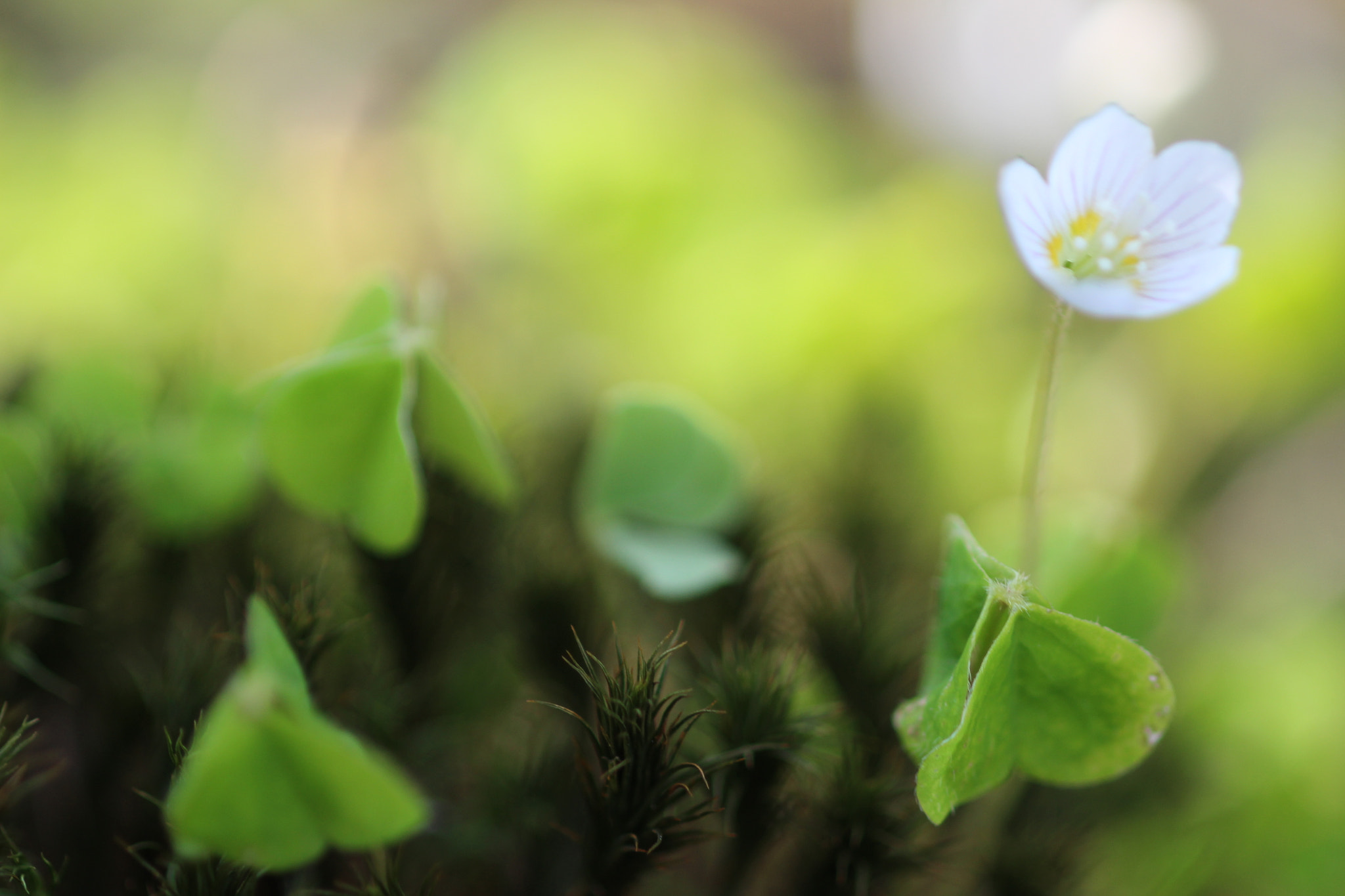 Canon EOS 700D (EOS Rebel T5i / EOS Kiss X7i) + Canon EF 100mm F2.8 Macro USM sample photo. Oxalis acetosella photography