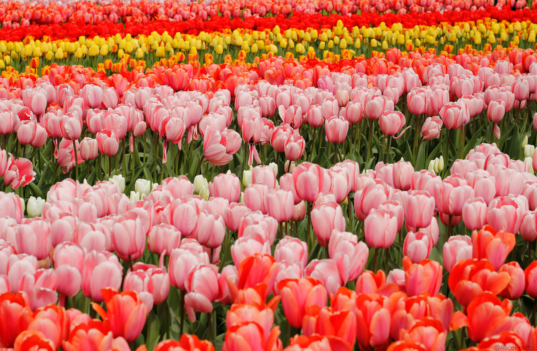 Canon EOS 550D (EOS Rebel T2i / EOS Kiss X4) + Canon EF 50mm f/1.8 sample photo. Keukenhof tulip rainbow photography