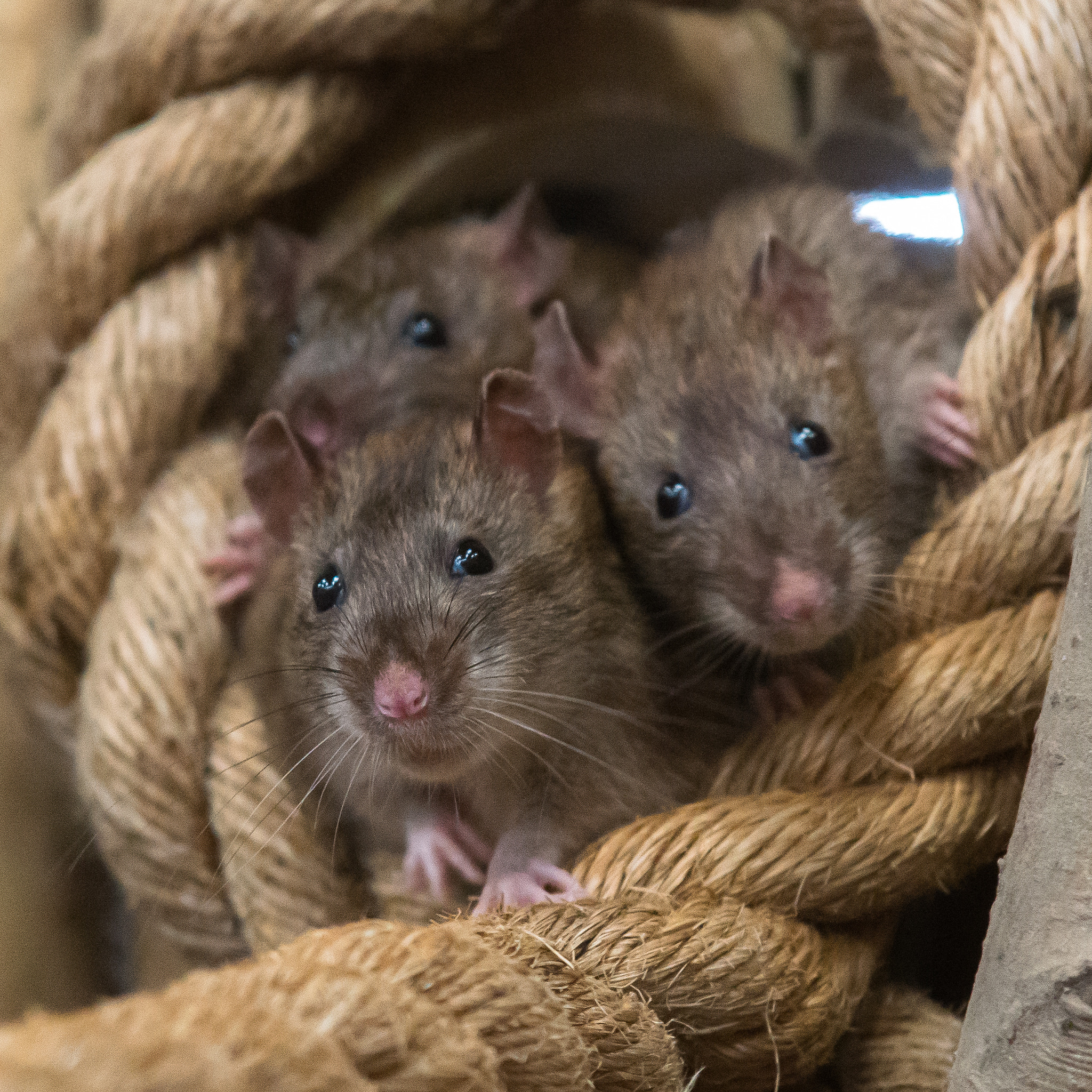 AF-S Zoom-Nikkor 80-200mm f/2.8D IF-ED sample photo. Three brown rats photography