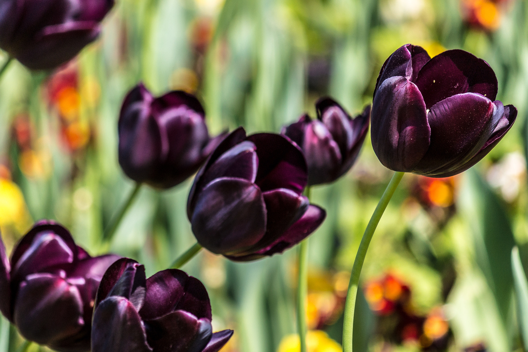 Canon EF-S 55-250mm F4-5.6 IS sample photo. Reach for the sun photography