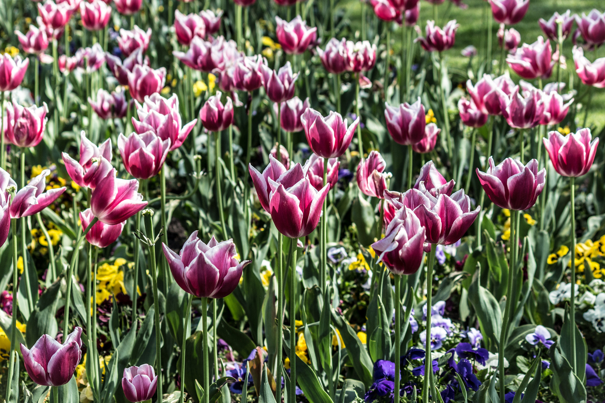 Canon EF-S 55-250mm F4-5.6 IS sample photo. Endless photography