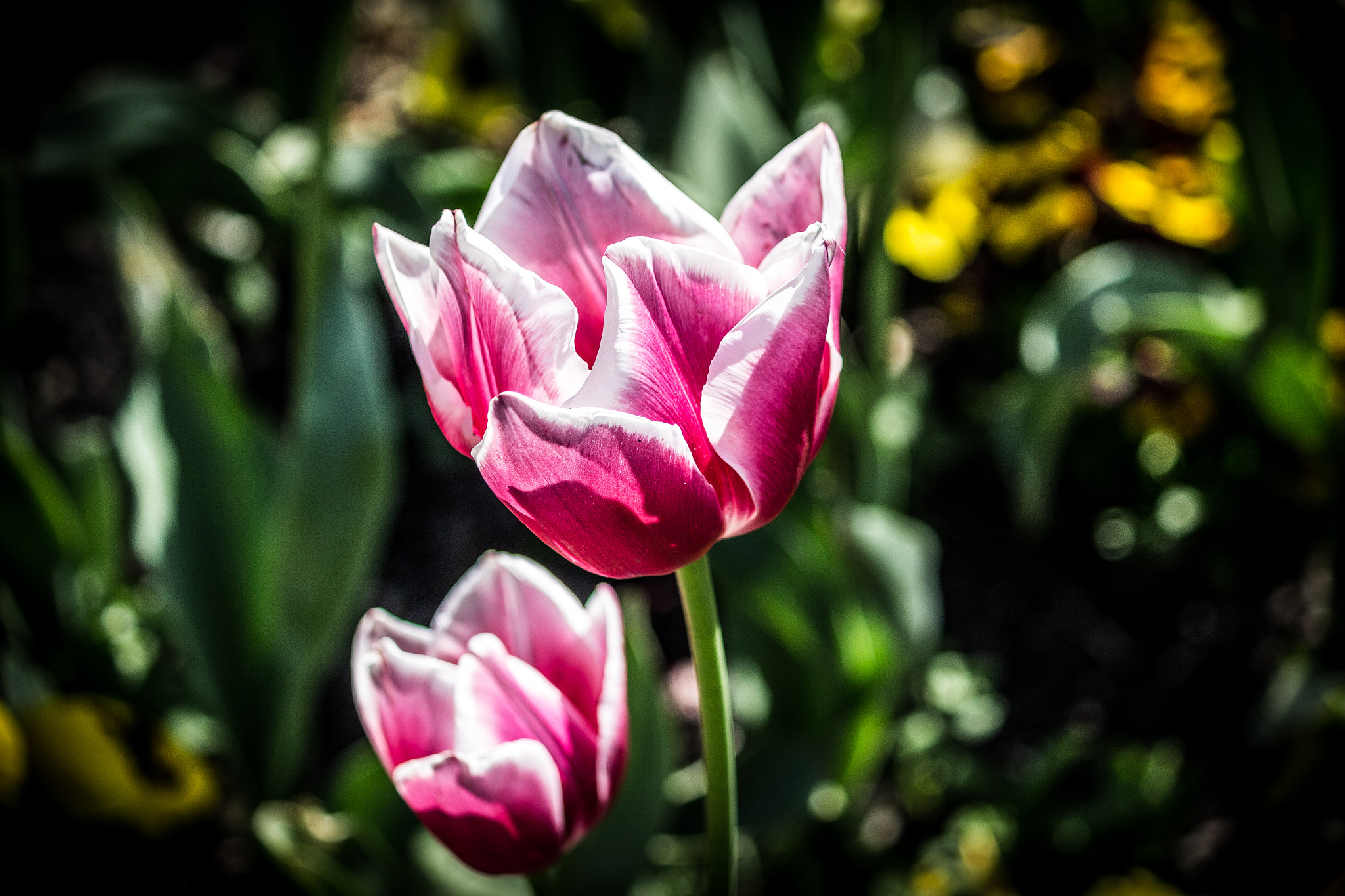 Canon EF-S 55-250mm F4-5.6 IS sample photo. Summer glow photography