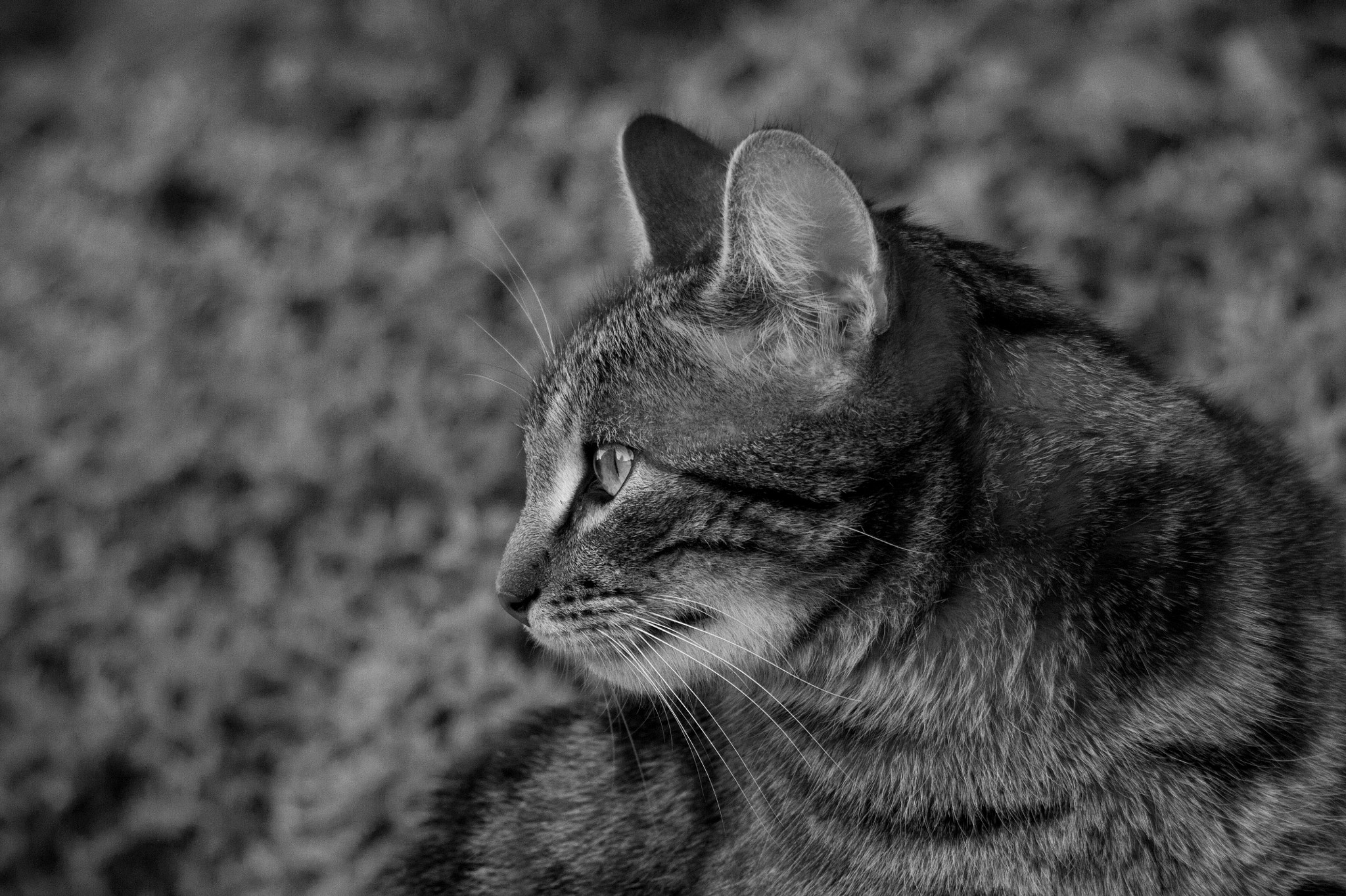 Sigma 150-500mm F5-6.3 DG OS HSM sample photo. Cat photography