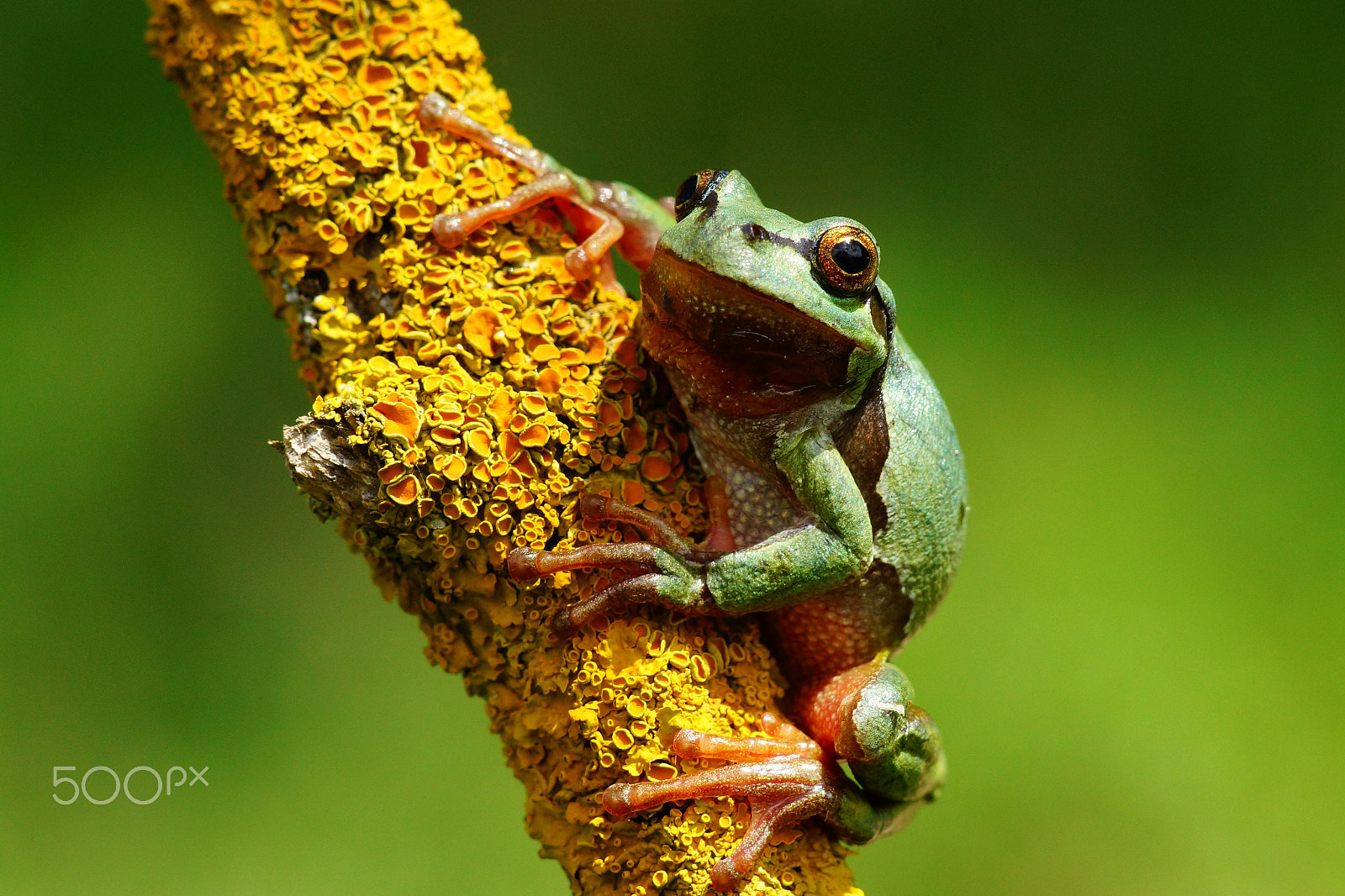 Sony SLT-A77 + Sony 85mm F2.8 SAM sample photo. Tree frog photography