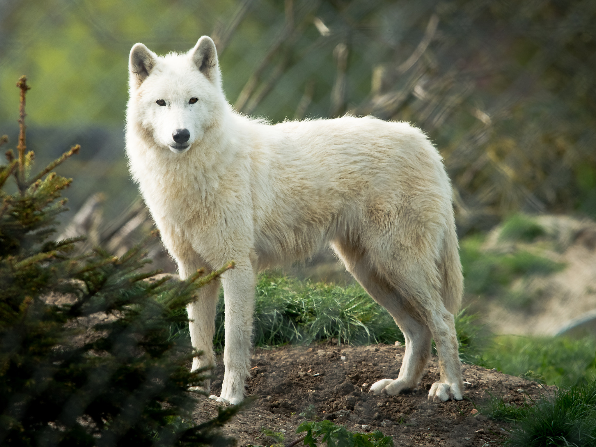 Sigma 500mm F4.5 EX DG HSM sample photo. White wolf photography