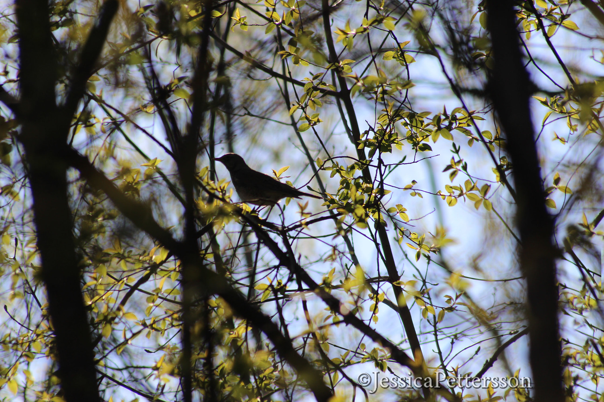 Sigma 70-300mm F4-5.6 APO DG Macro sample photo. A lonely bird photography