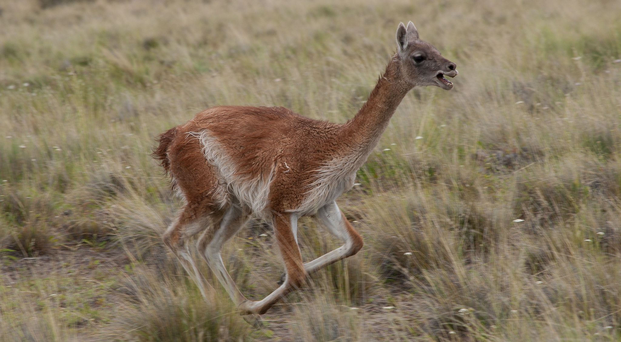 Minolta/Sony AF 70-200mm F2.8 G sample photo. Vicuña in motion photography