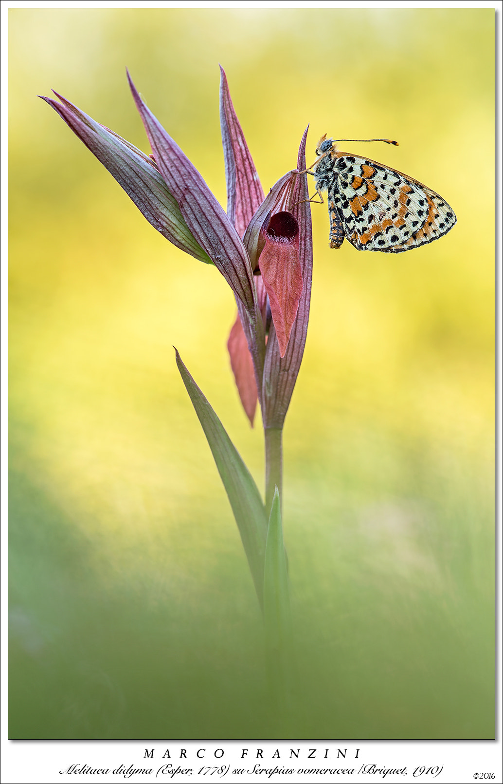 Canon EF 180mm F3.5L Macro USM sample photo. Spring colors photography