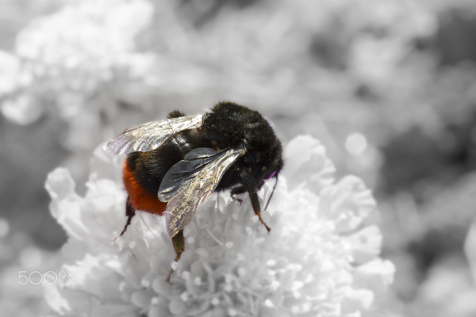 Nikon AF-S DX Micro Nikkor 40mm F2.8 sample photo. Bee photography