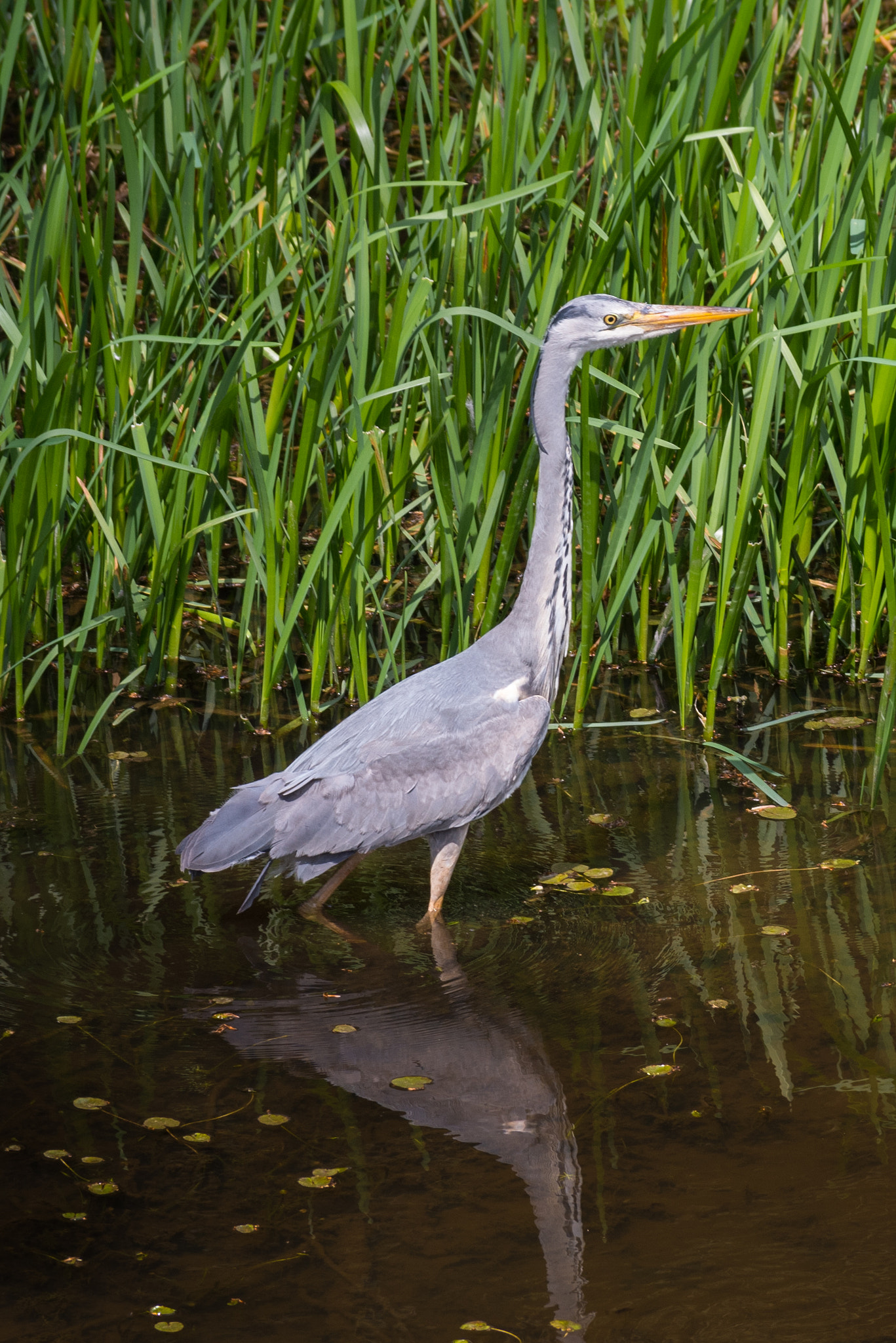 Pentax smc DA* 60-250mm F4.0 ED (IF) SDM sample photo. Heron in salford photography
