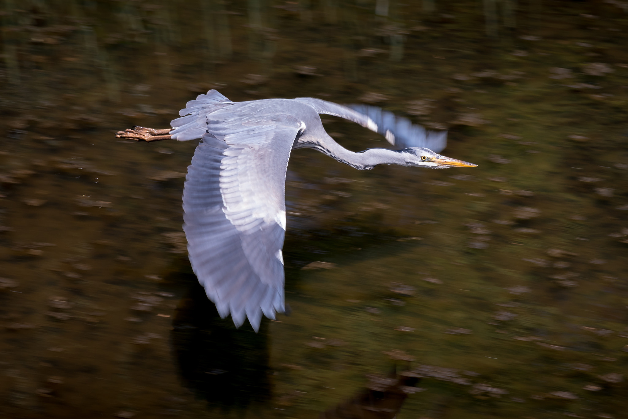 Pentax K-1 sample photo. Heron in flight photography
