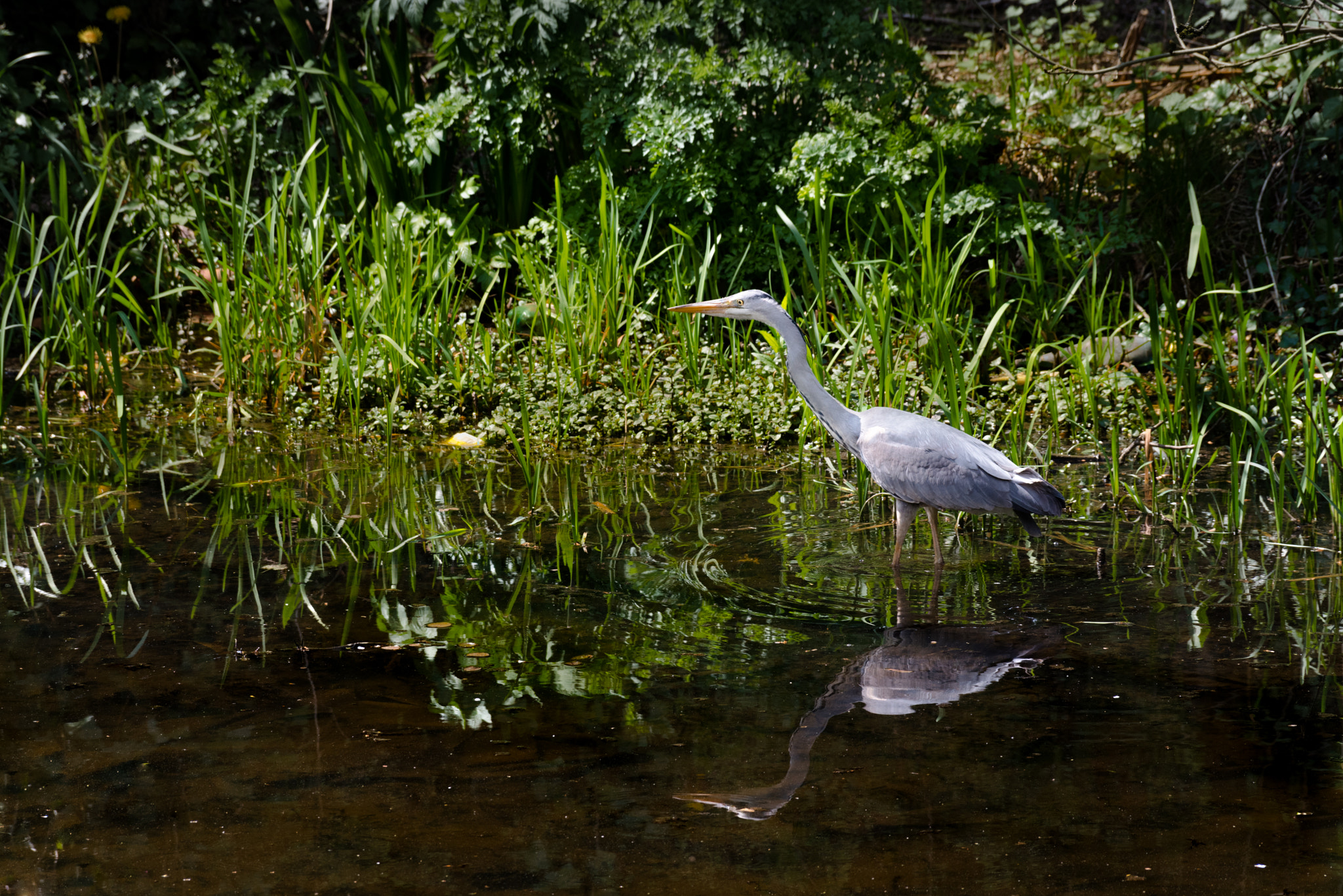 Pentax K-1 + Pentax smc DA* 60-250mm F4.0 ED (IF) SDM sample photo. Blue heron photography