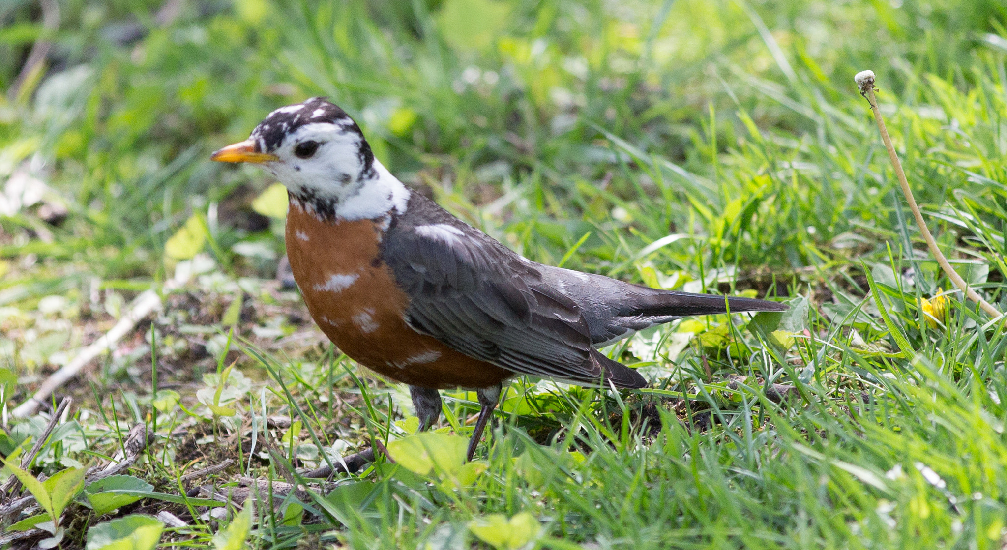 Canon EF 70-200mm F2.8L IS II USM sample photo. Partial albino robin photography