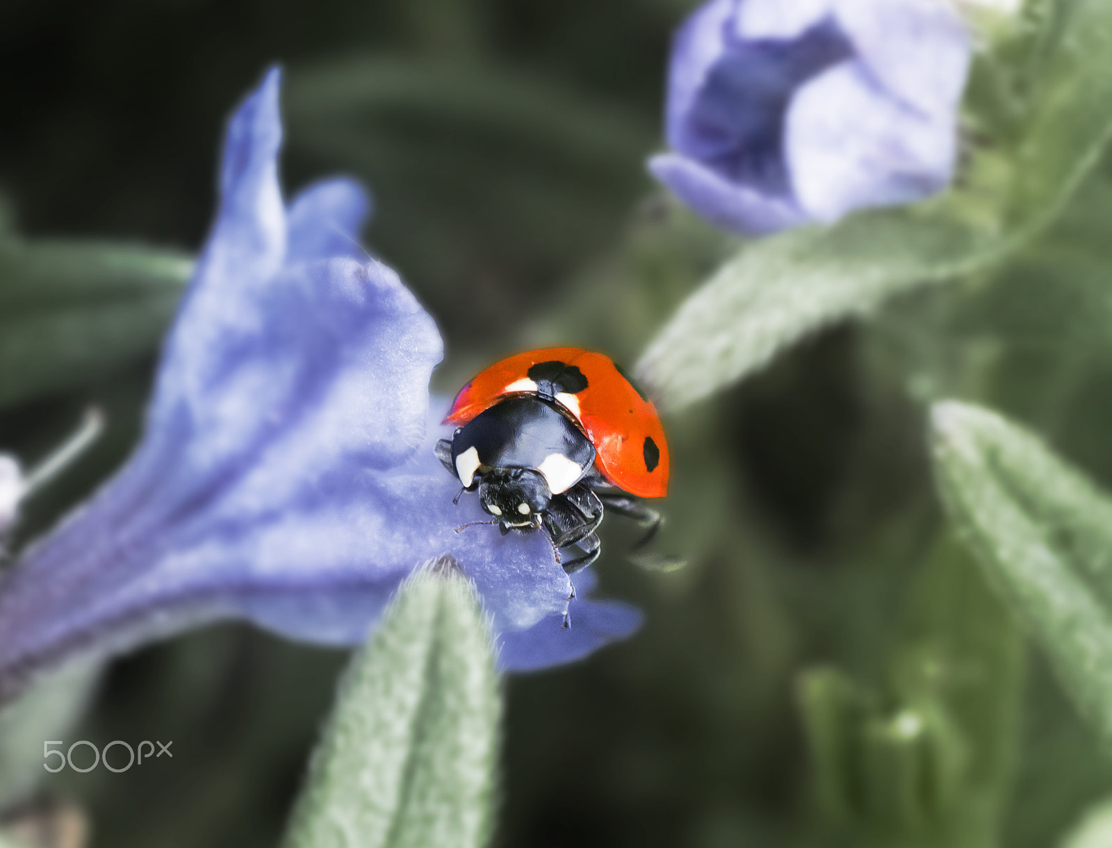 Nikon AF-S DX Micro Nikkor 40mm F2.8 sample photo. Ladybird photography