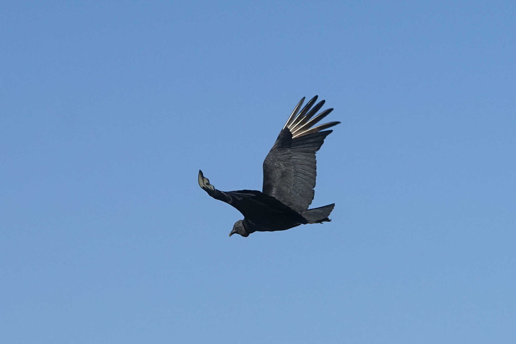 Tamron SP 70-300mm F4-5.6 Di USD sample photo. Flying vulture photography
