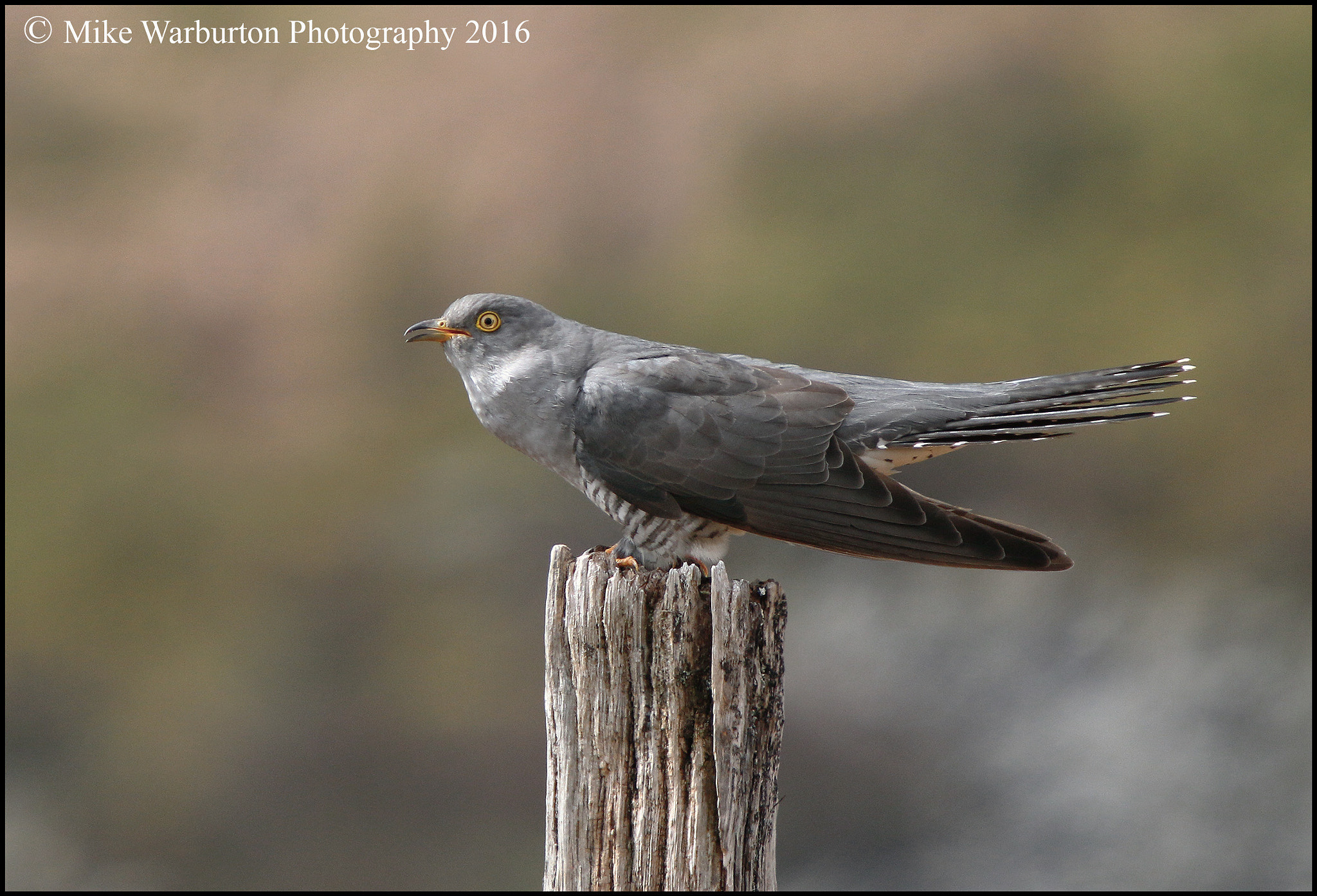 Sigma 50-500mm f/4-6.3 APO HSM EX sample photo. Cuckoo photography
