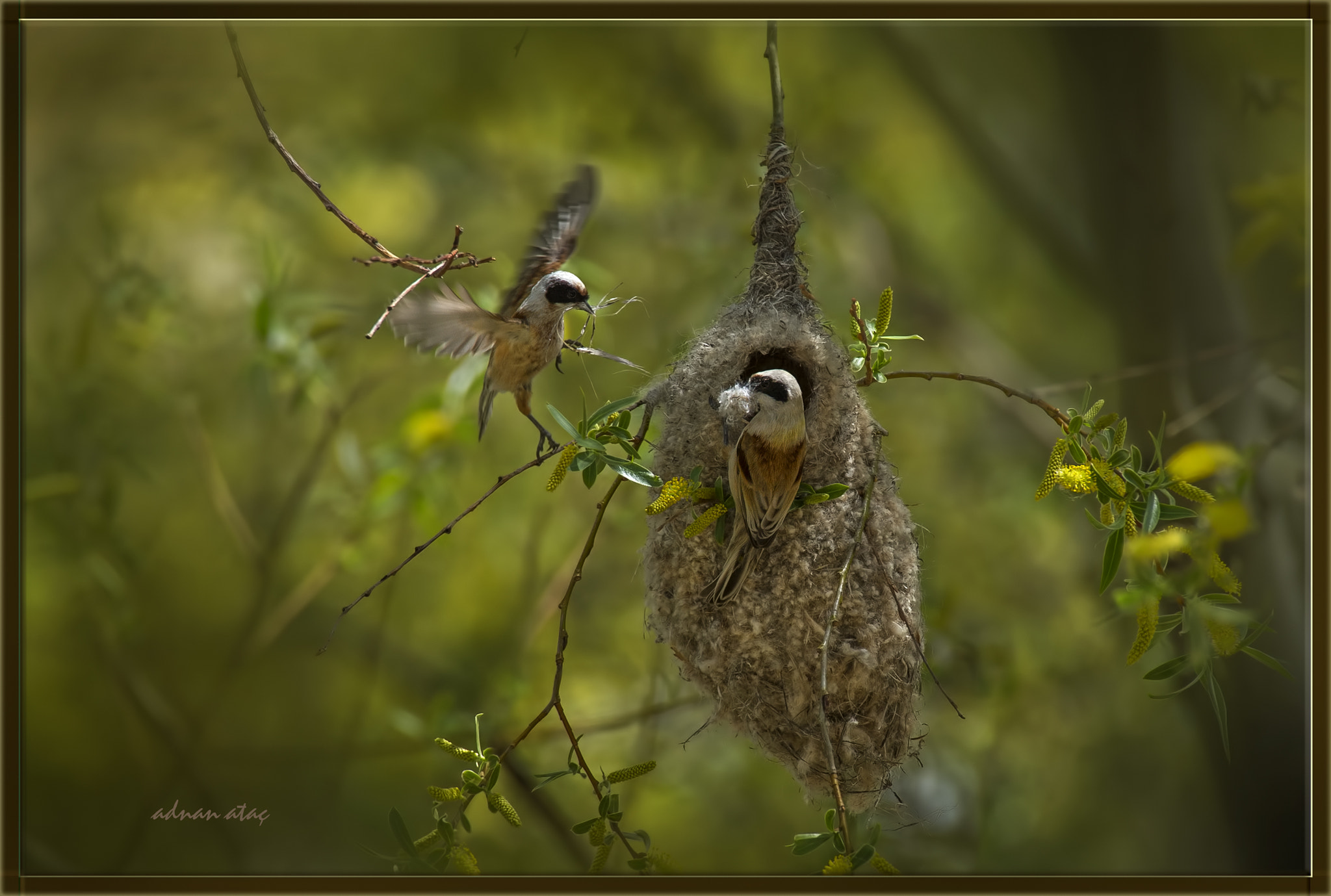 Sigma 50-500mm F4.5-6.3 DG OS HSM sample photo. Çulhakuşu - remiz pendulinus - eurasian penduline tit photography