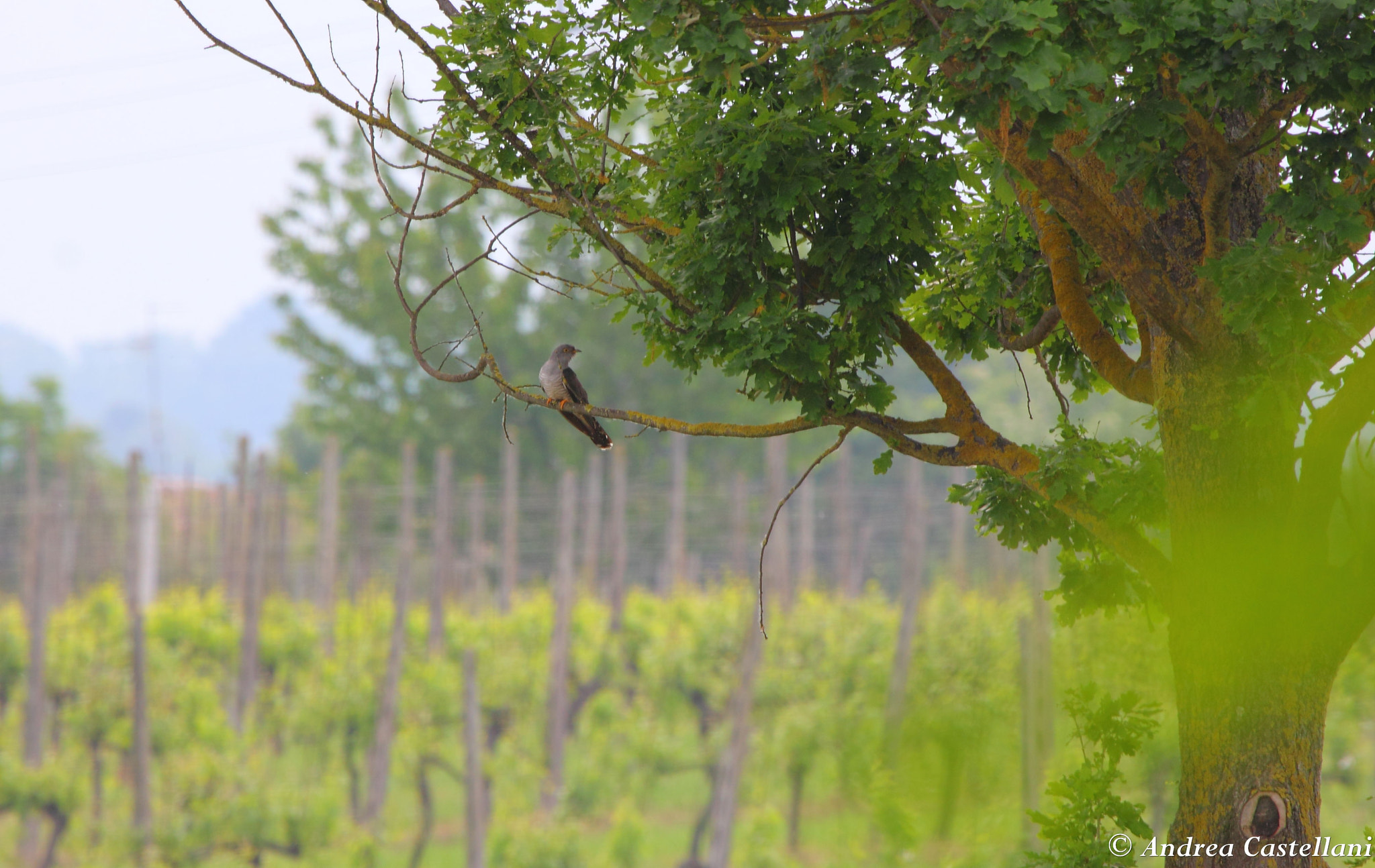 Canon EF 100-400mm F4.5-5.6L IS USM sample photo. Cuckoo-cuculo photography