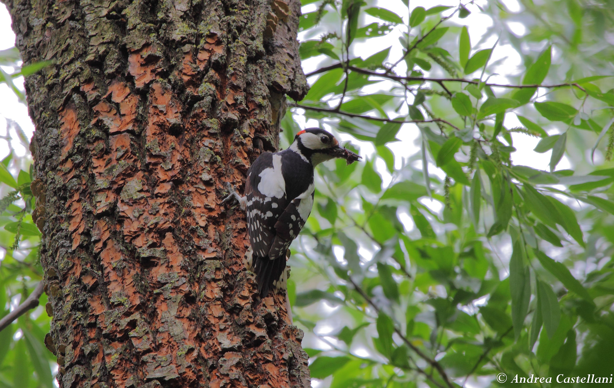 Canon EF 100-400mm F4.5-5.6L IS USM sample photo. Woodpecker-picchio rosso maggiore photography