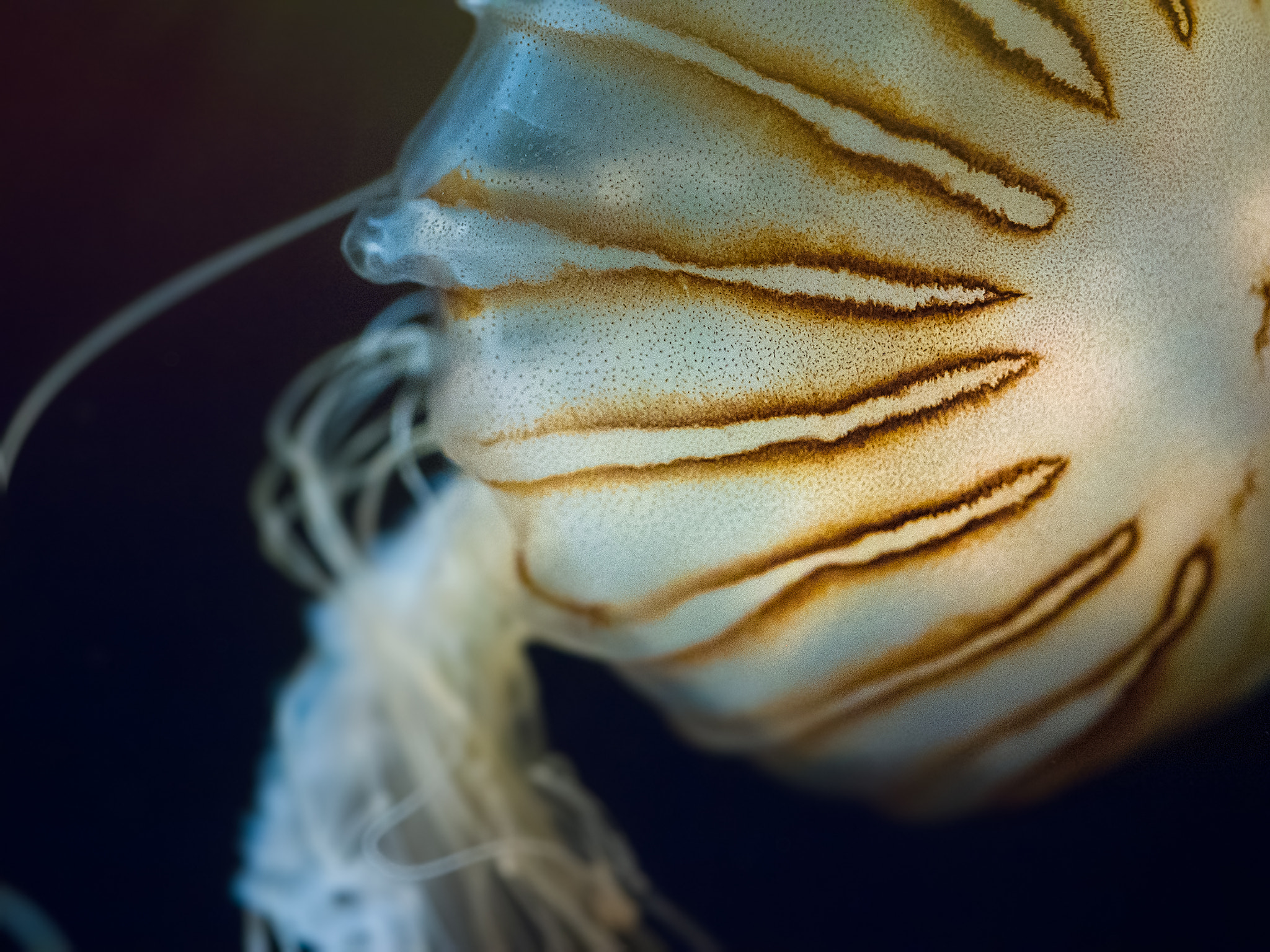 Olympus OM-D E-M1 + OLYMPUS 50mm Lens sample photo. Jellyfish photography