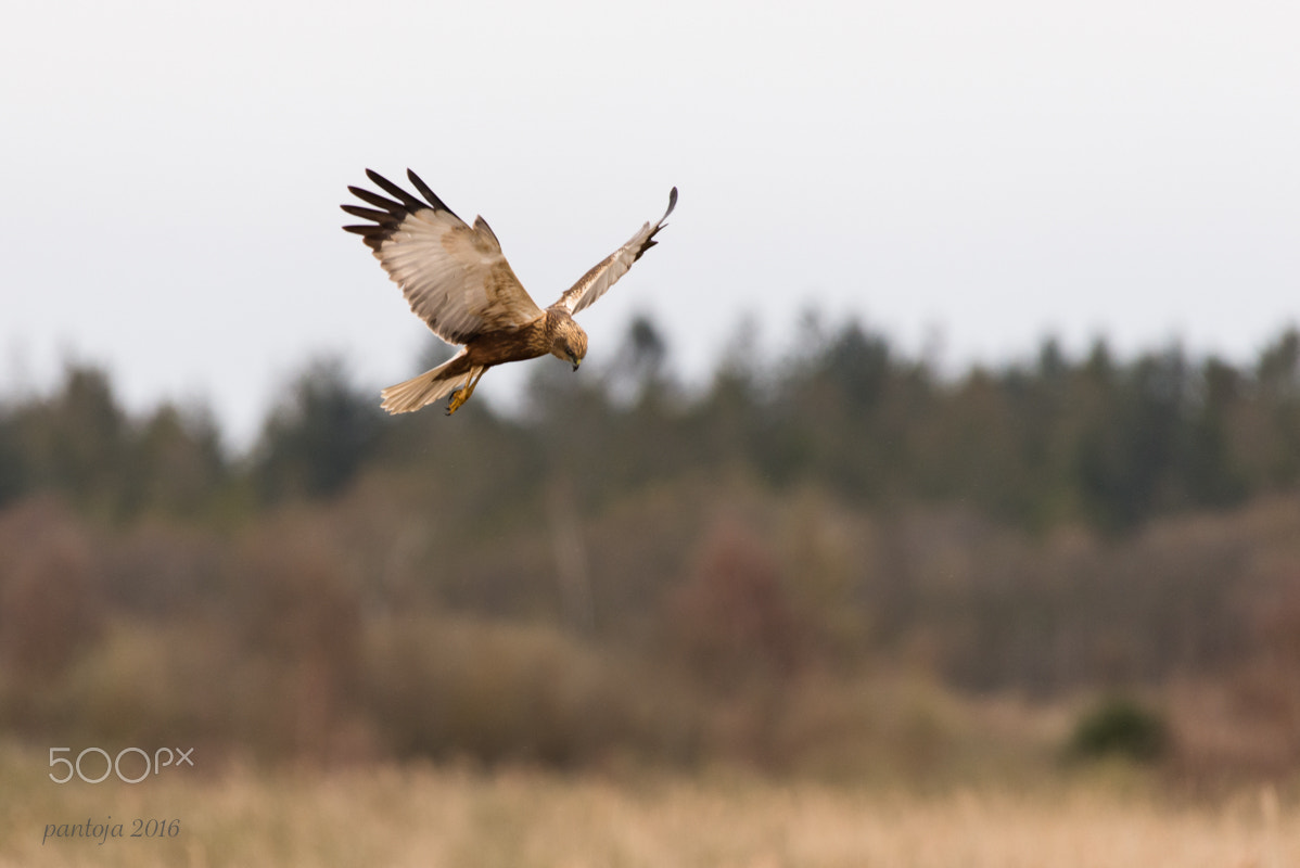 Nikon AF-S Nikkor 200-500mm F5.6E ED VR sample photo. Marsh harrier photography