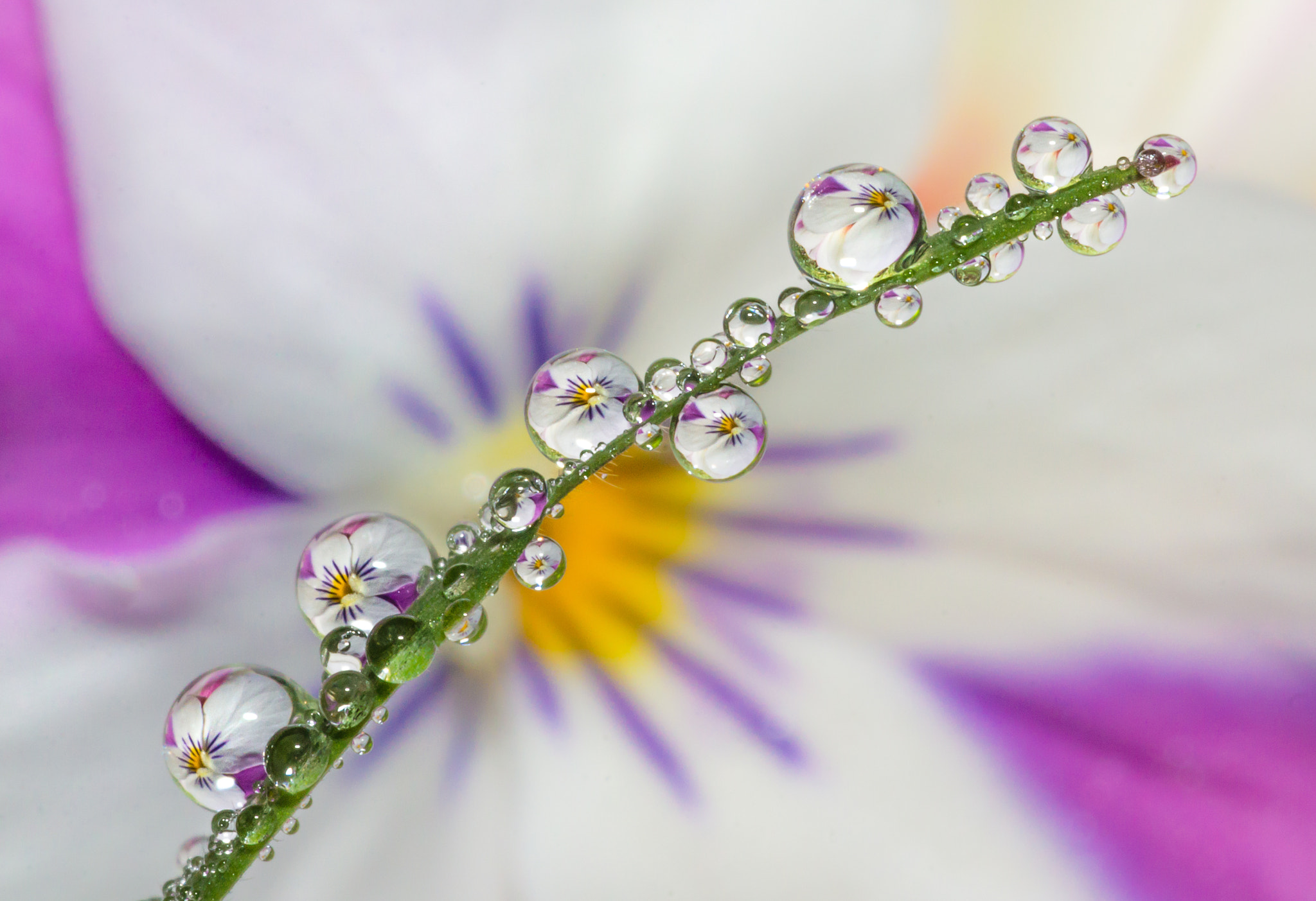 Tamron SP AF 90mm F2.8 Di Macro sample photo. Pastel viola photography