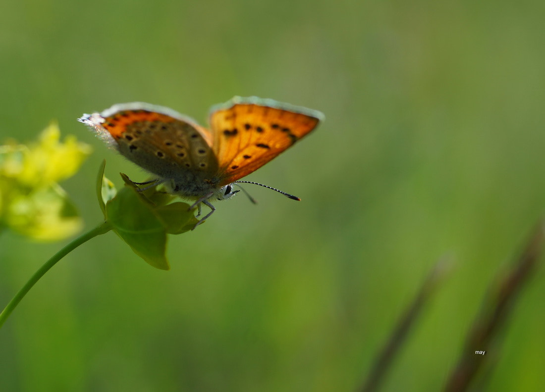 Sony SLT-A65 (SLT-A65V) + Minolta AF 50mm F1.7 sample photo. червонец photography