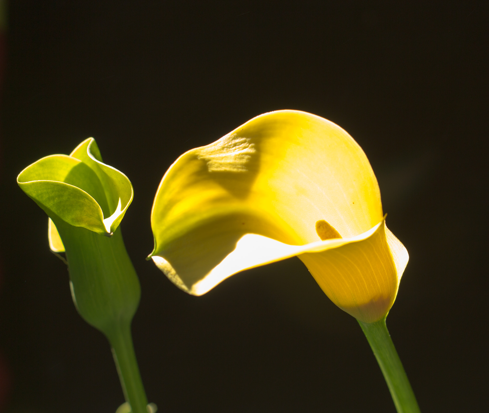 Canon EOS 700D (EOS Rebel T5i / EOS Kiss X7i) + Canon EF 50mm F1.4 USM sample photo. Call lilly photography