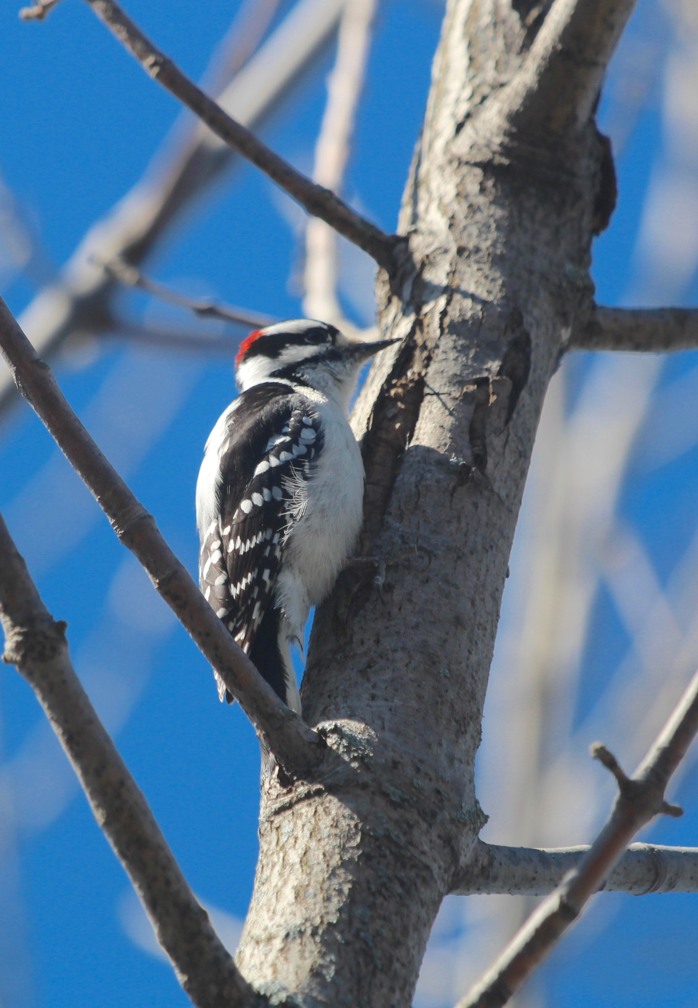 Canon EF 70-200mm F4L IS USM sample photo. Woodpecker photography