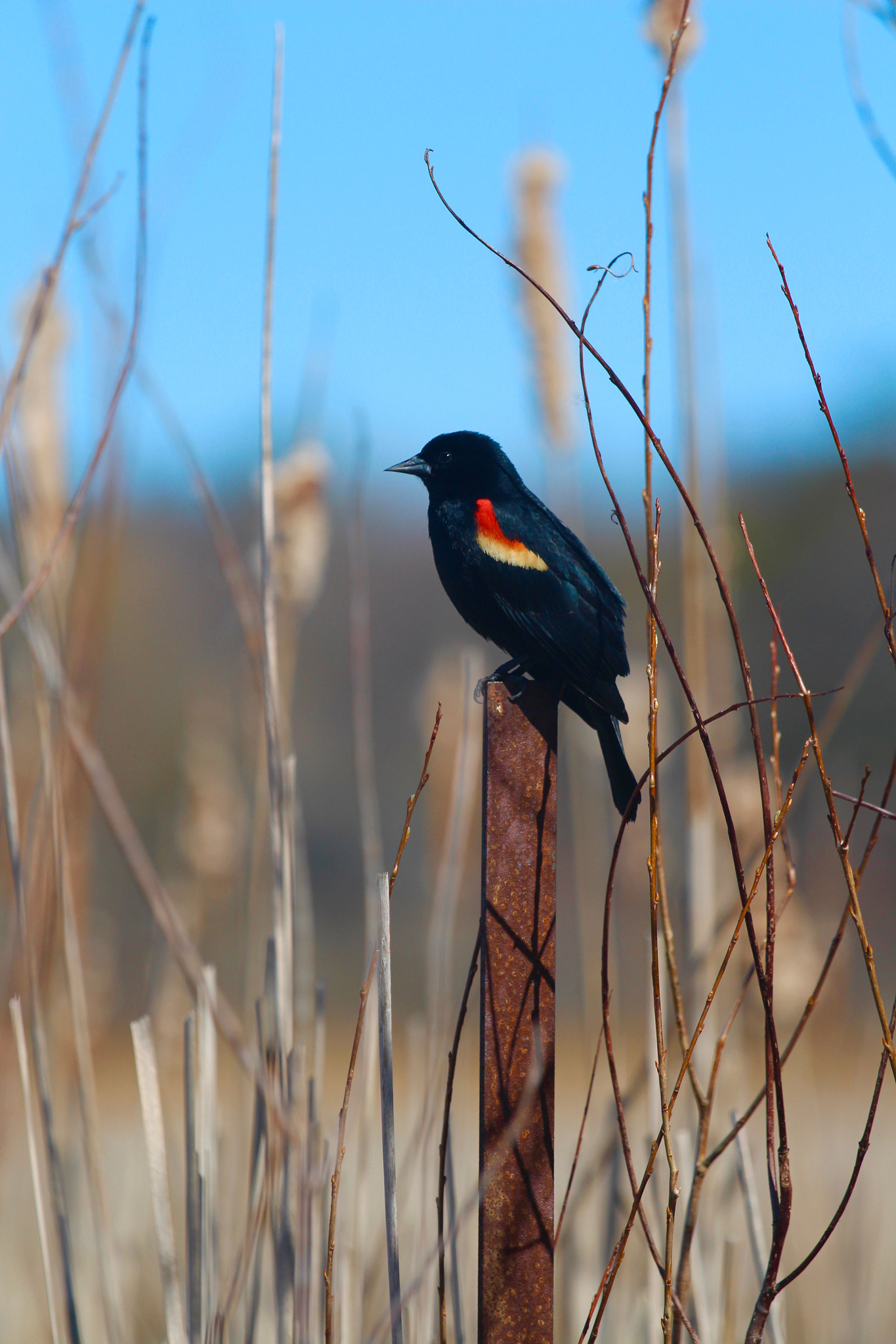 Canon EF 70-200mm F4L IS USM sample photo. Perched photography