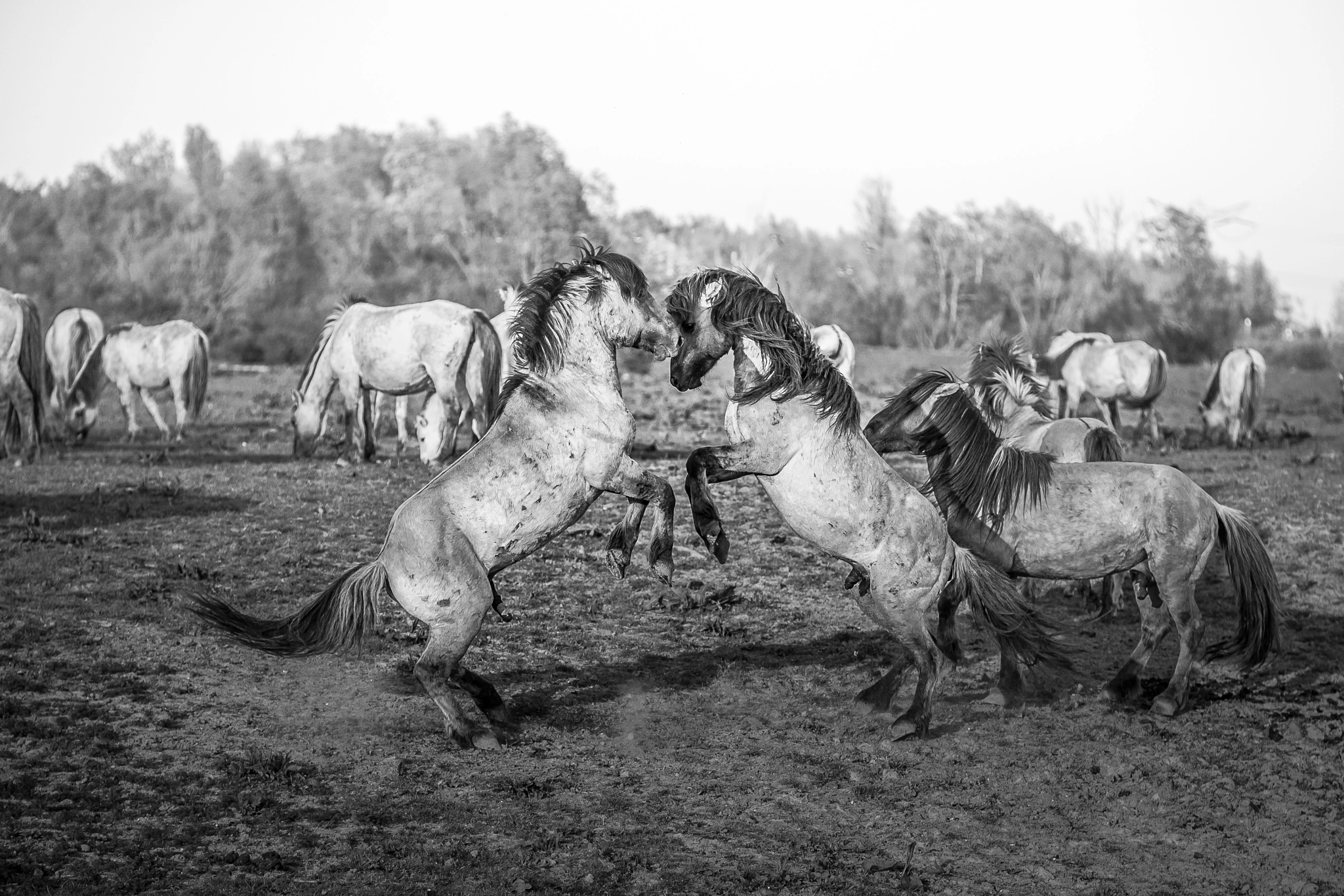 Canon EOS 5D + Canon EF 135mm F2.8 SF sample photo. Konik horse fight. photography